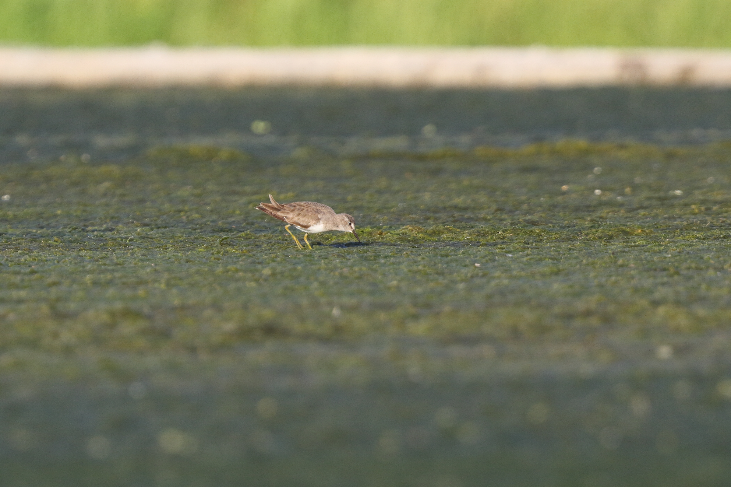 Temminck's Stint. Qatar, 21 February 2014 © Neil G. Morris.
