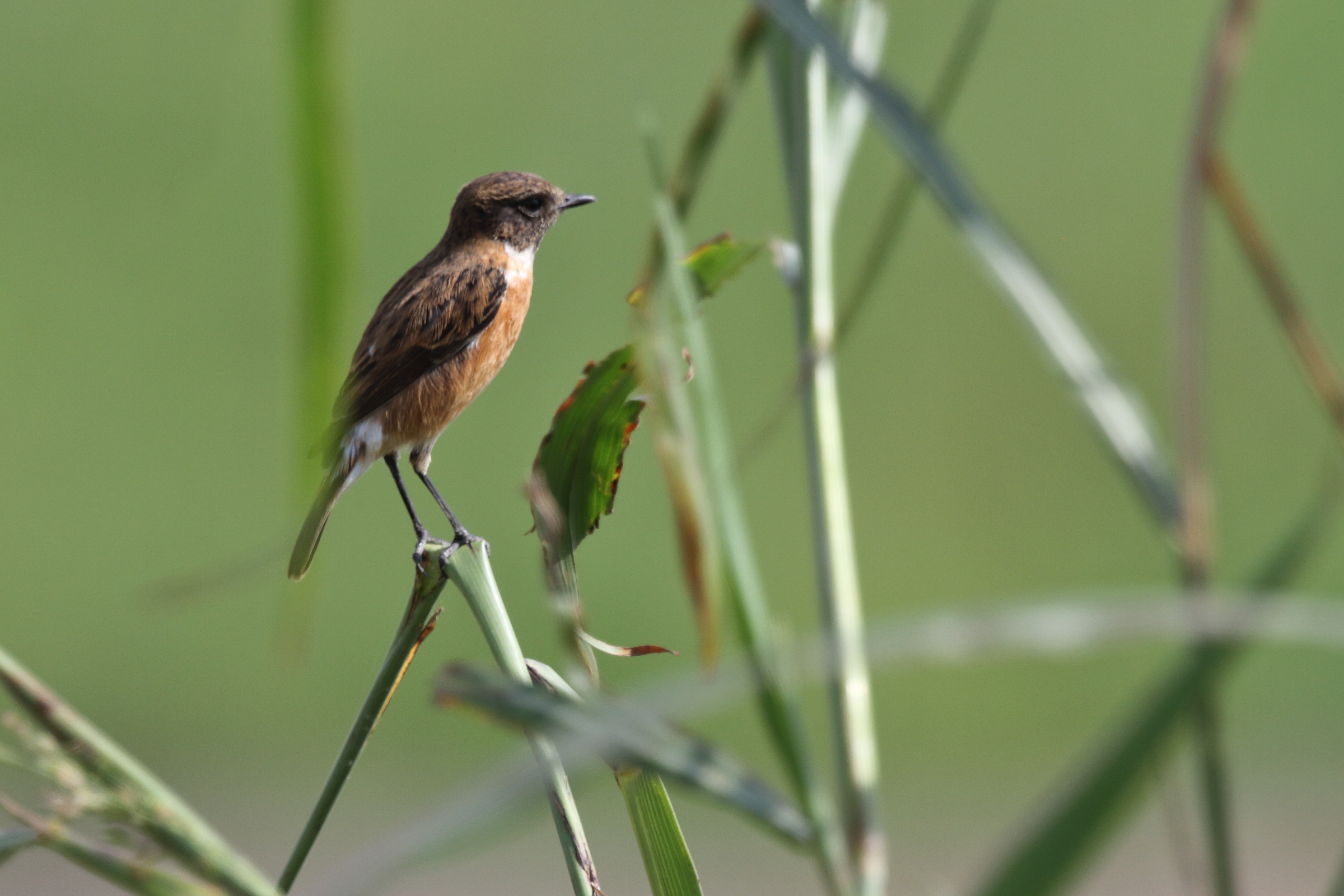 'Armenian' Stonechat. Qatar, 11 November 2012 © Neil G. Morris.