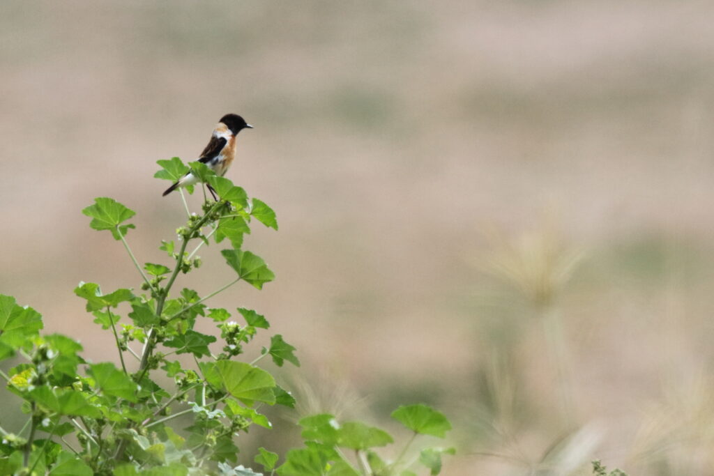 'Armenian' Stonechat. Qatar, 24 February 2013 © Neil G. Morris.