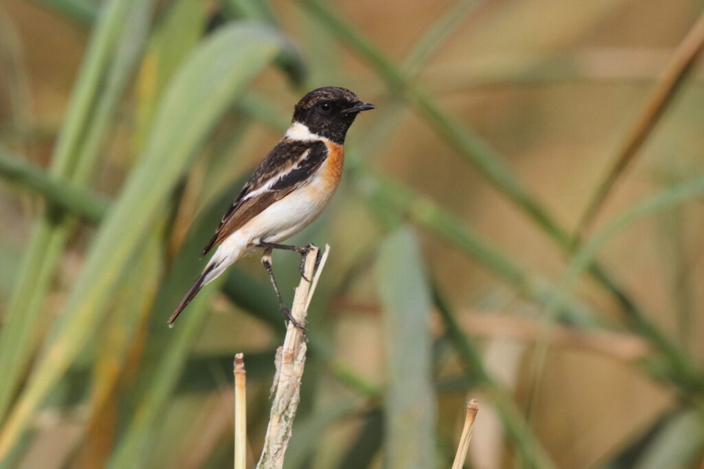 'Armenian' Stonechat. Qatar, 25 February 2013 © Neil G. Morris.