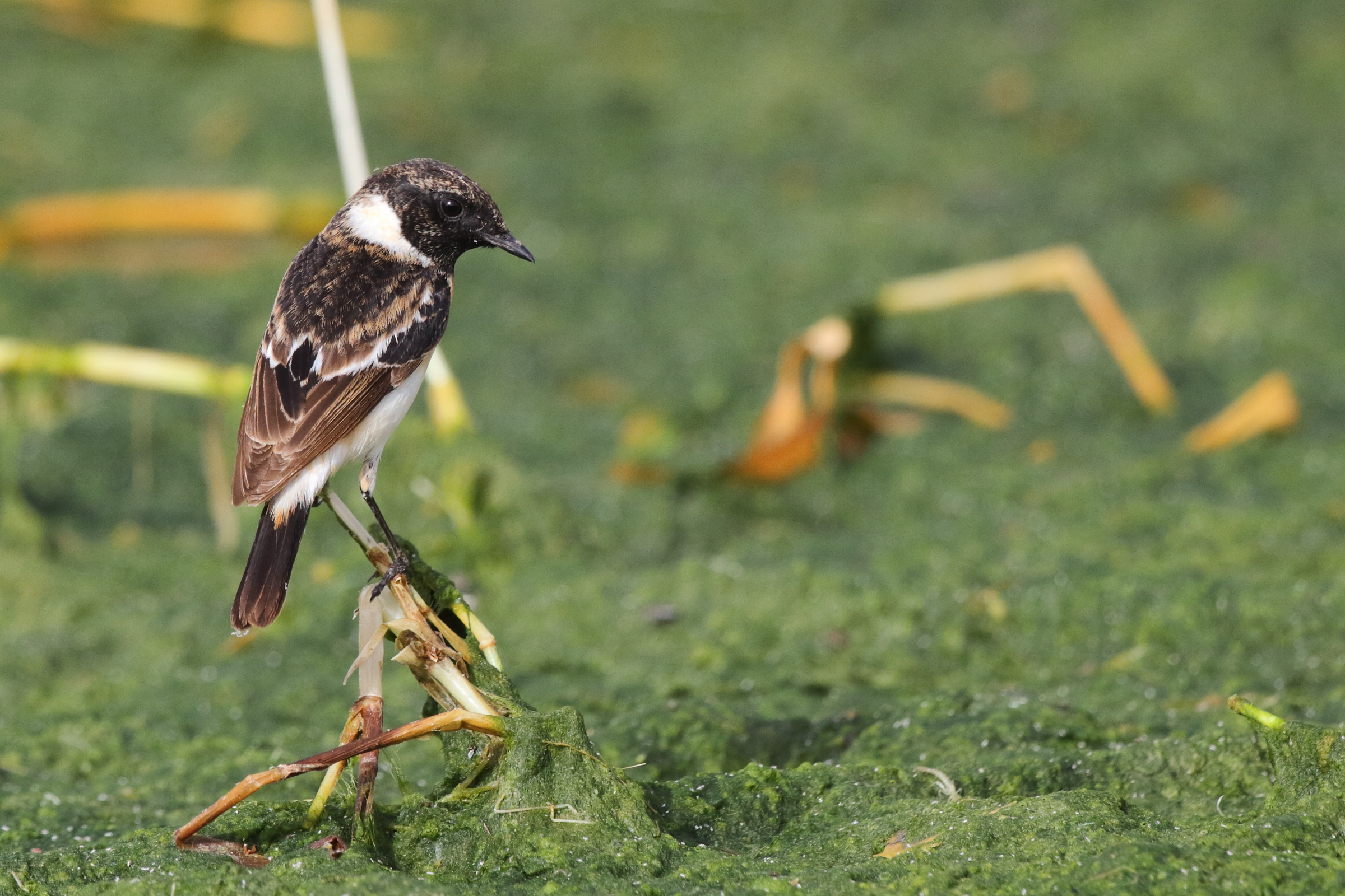 'Armenian' Stonechat. Qatar, 25 February 2013 © Neil G. Morris.