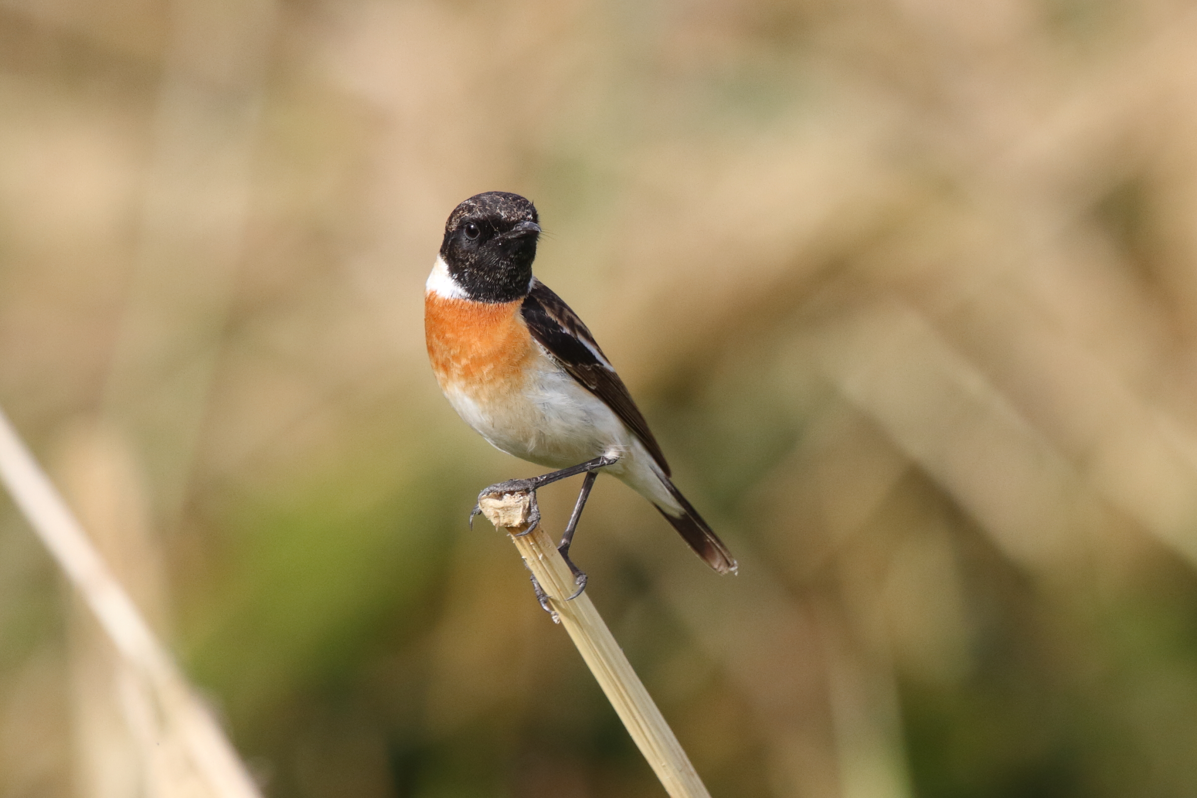 'Armenian' Stonechat. Qatar, 25 February 2013 © Neil G. Morris.