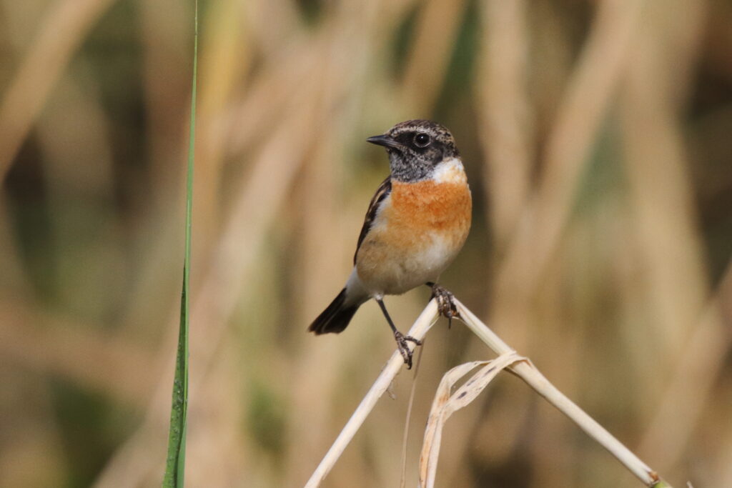 'Armenian' Stonechat. Qatar, 25 February 2013 © Neil G. Morris.