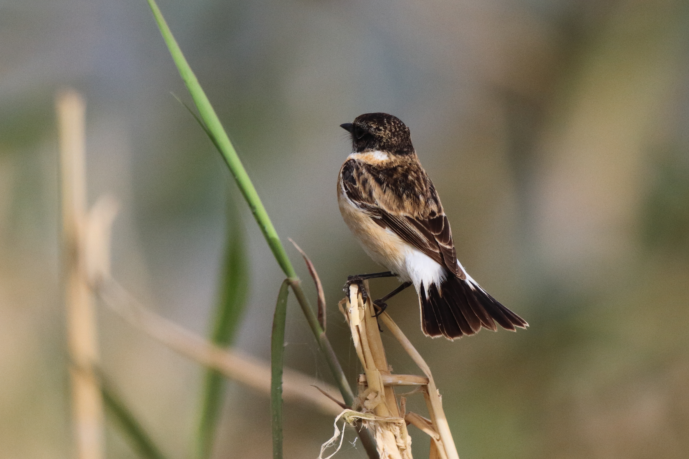 'Armenian' Stonechat. Qatar, 25 February 2013 © Neil G. Morris.
