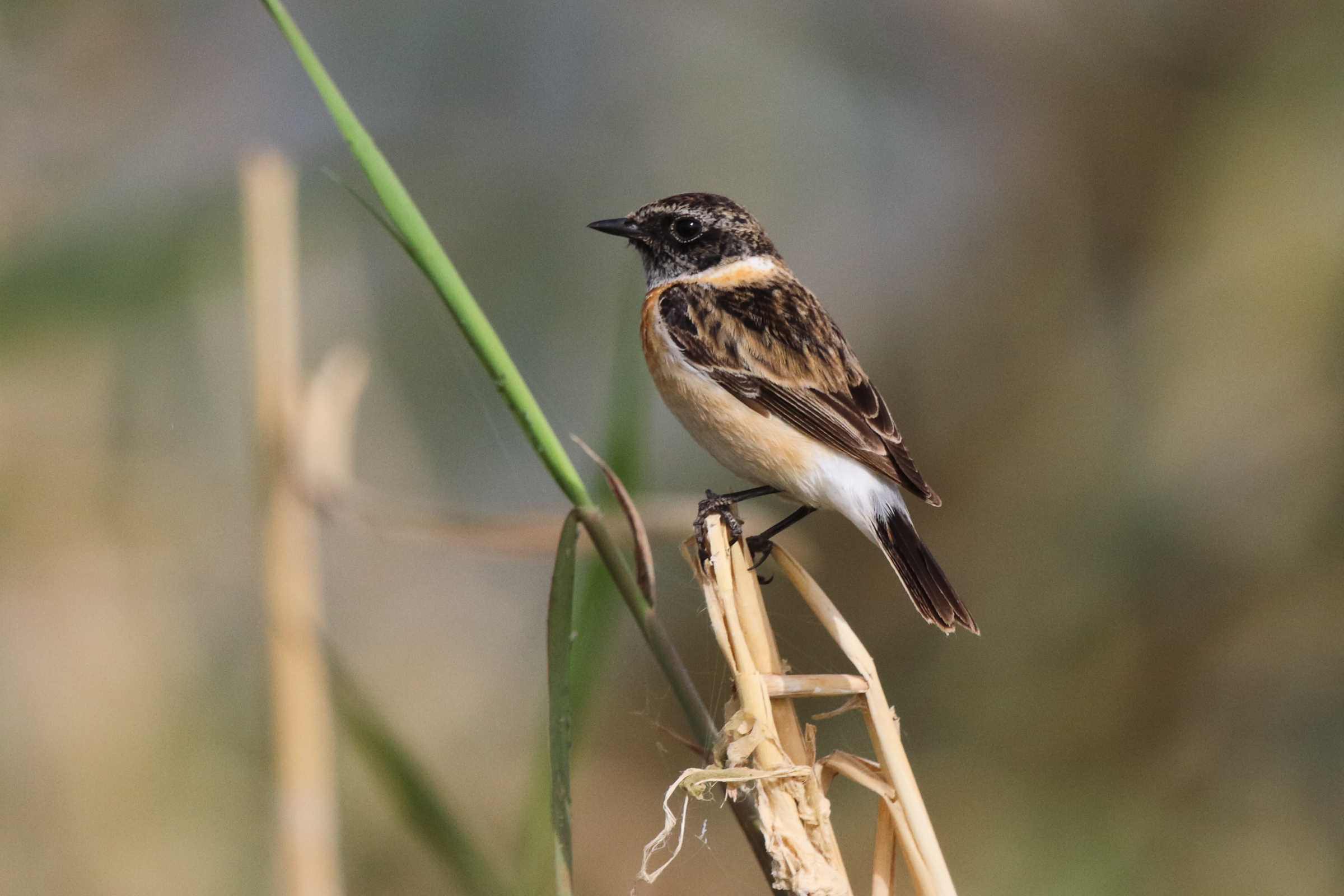 'Armenian' Stonechat. Qatar, 25 February 2013 © Neil G. Morris.