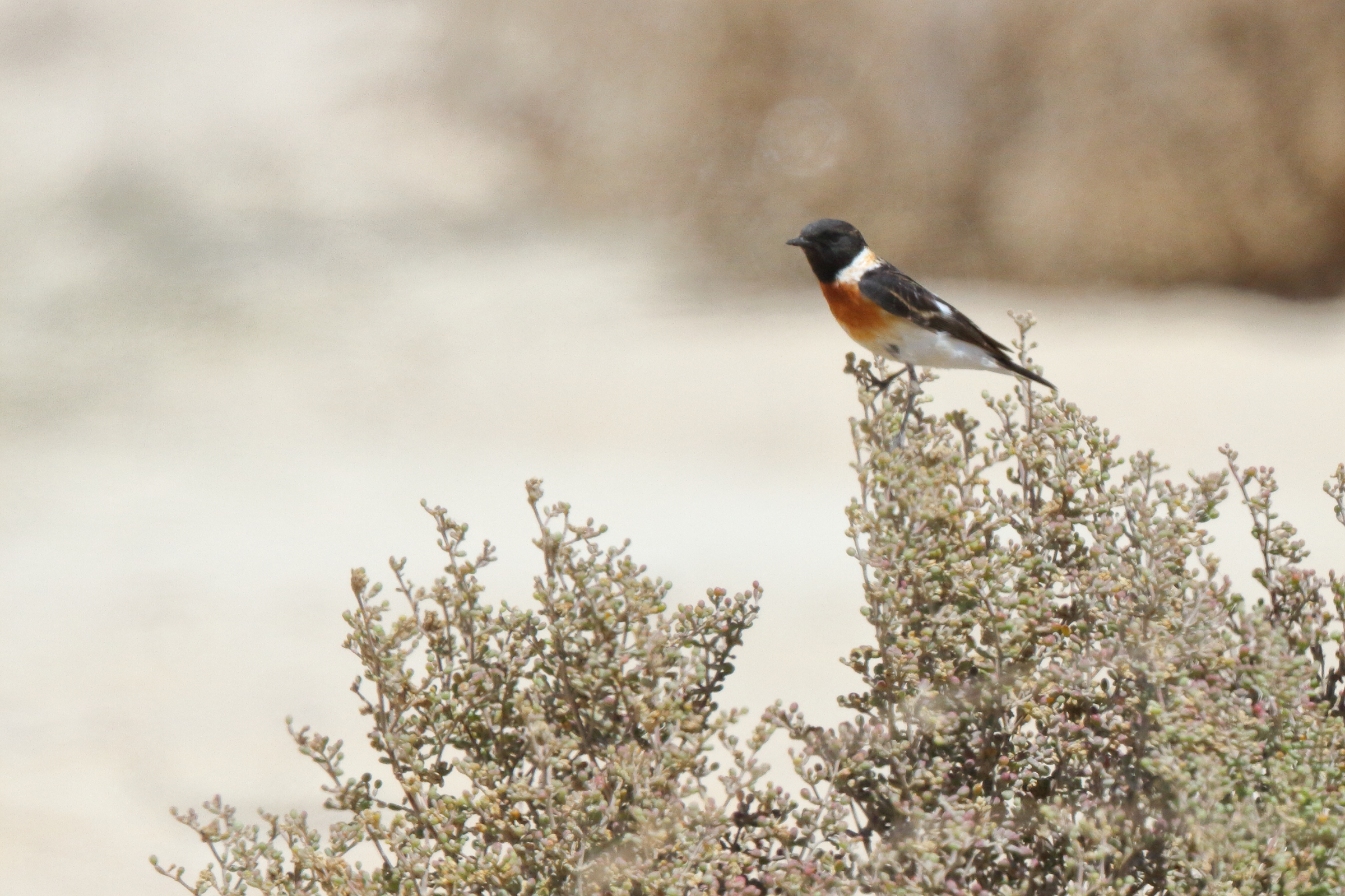 'Armenian' Stonechat. Qatar, 27 March 2013 © Neil G. Morris.