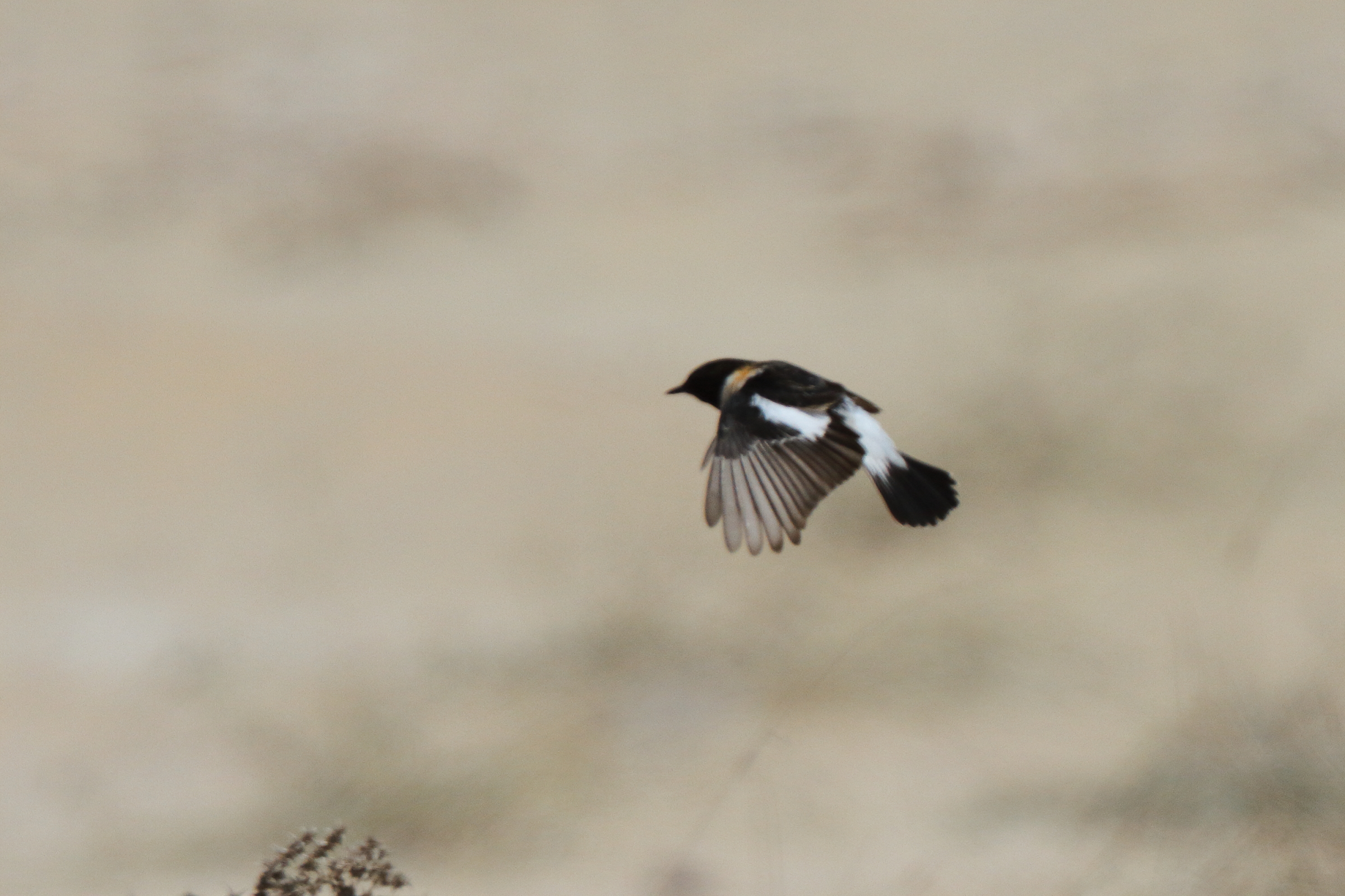 'Armenian' Stonechat. Qatar, 27 March 2013 © Neil G. Morris.