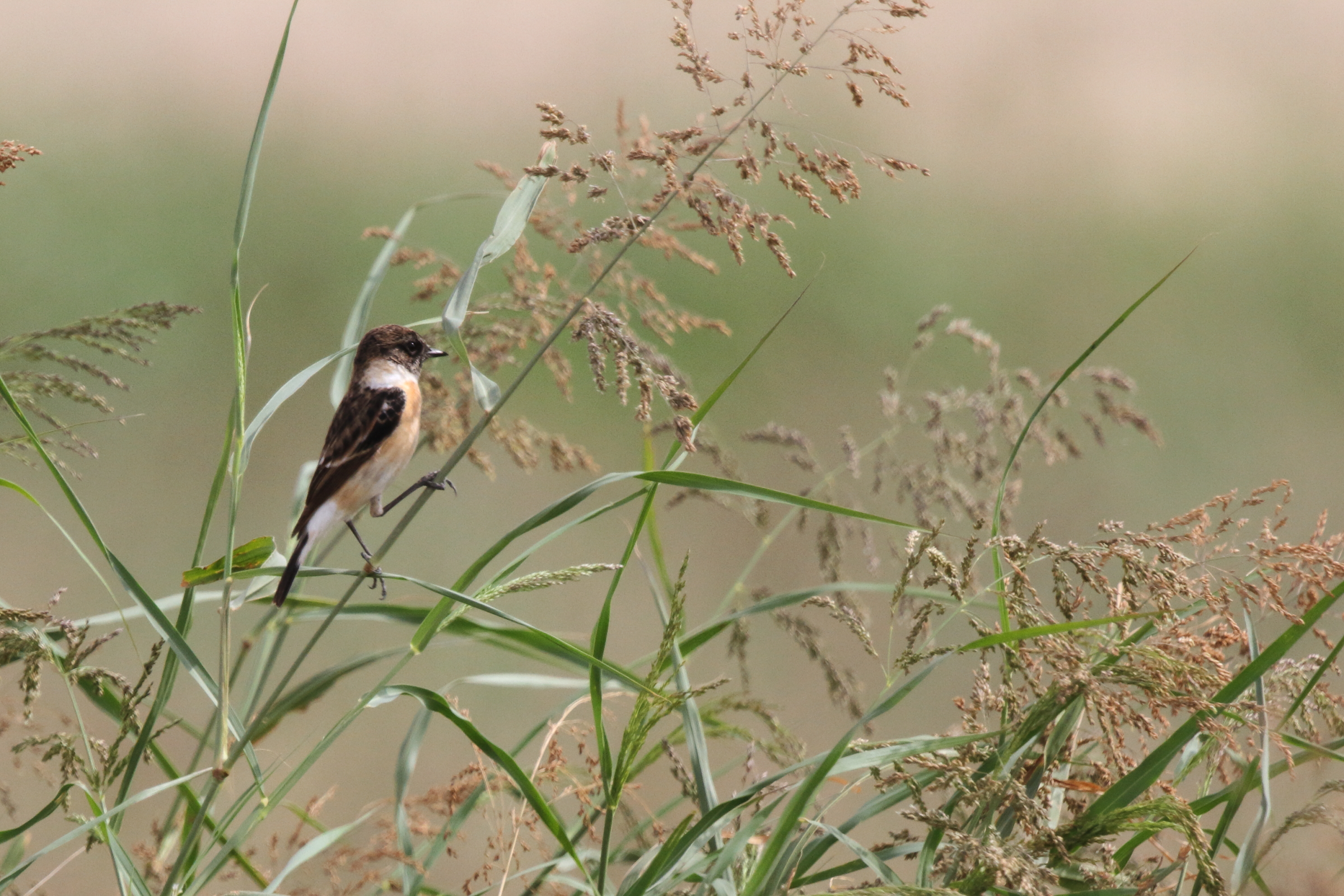 'Caspian' Stonechat. Qatar, 19 February 2013 © Neil G. Morris.