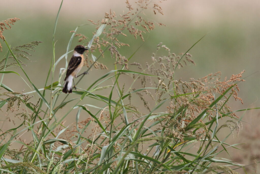 Caspian Stonechat. Qatar, 19 February 2013 © Neil G. Morris.
