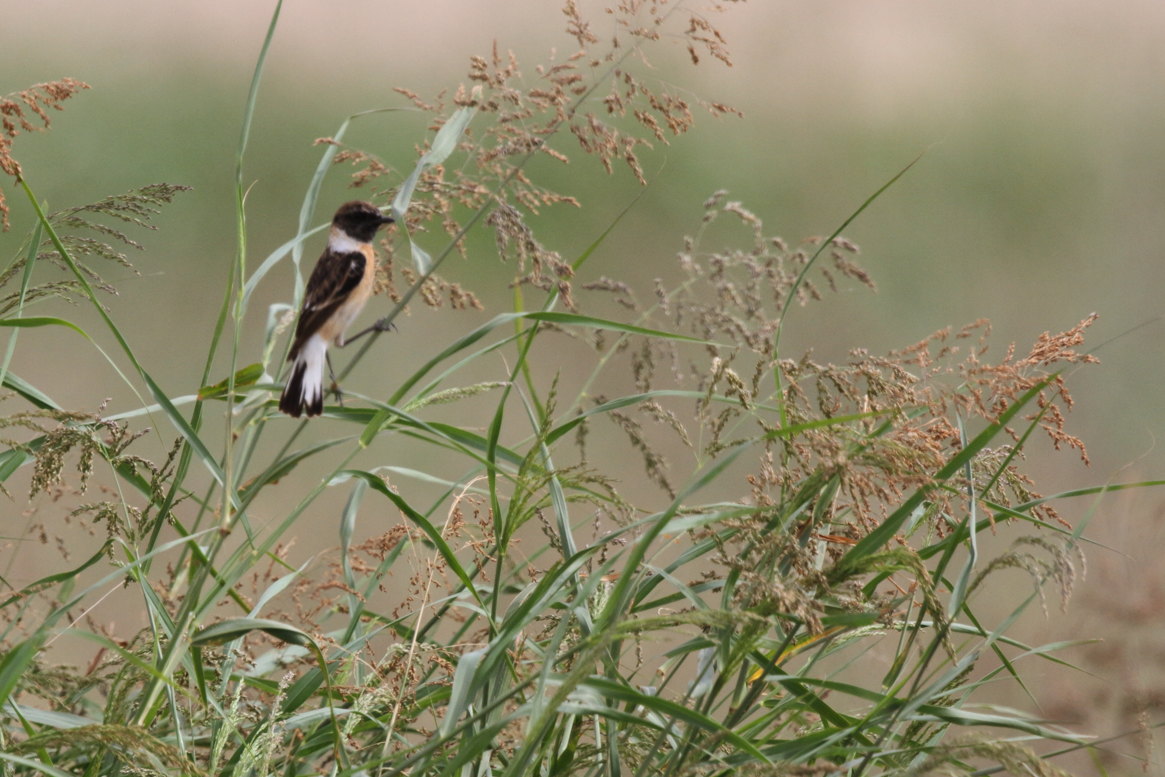 'Caspian' Stonechat. Qatar, 19 February 2013 © Neil G. Morris.