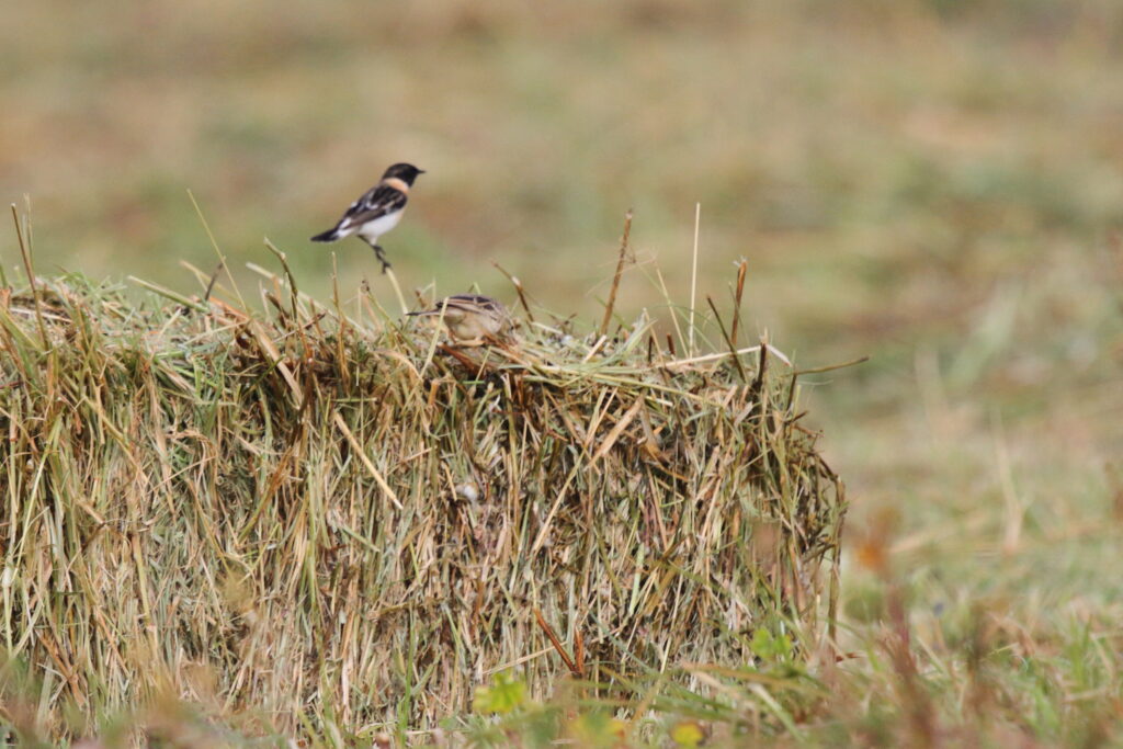 Caspian Stonechat. Qatar, 24 February 2013 © Neil G. Morris.