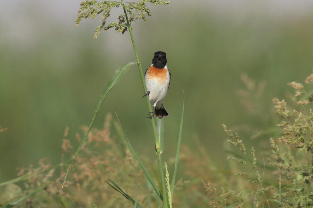 'Caspian' Stonechat. Qatar, 17 March 2013 © Neil G. Morris.