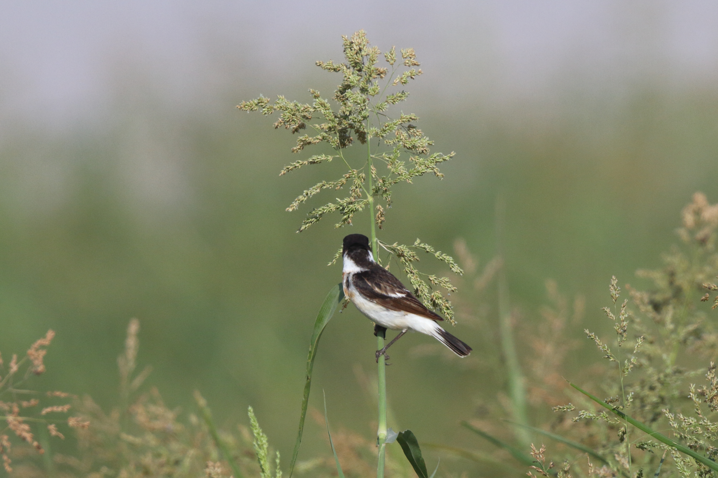 'Caspian' Stonechat. Qatar, 17 March 2013 © Neil G. Morris.