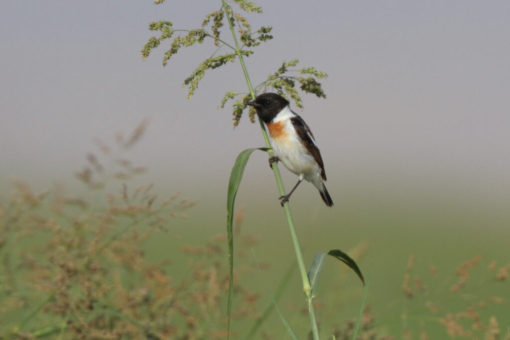 Caspian Stonechat. Qatar, 17 March 2013 © Neil G. Morris.