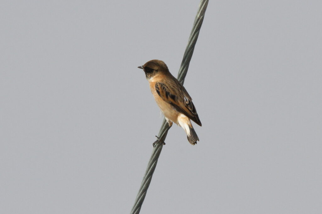 Caspian Stonechat. Qatar, 26 November 2013 © Neil G. Morris.