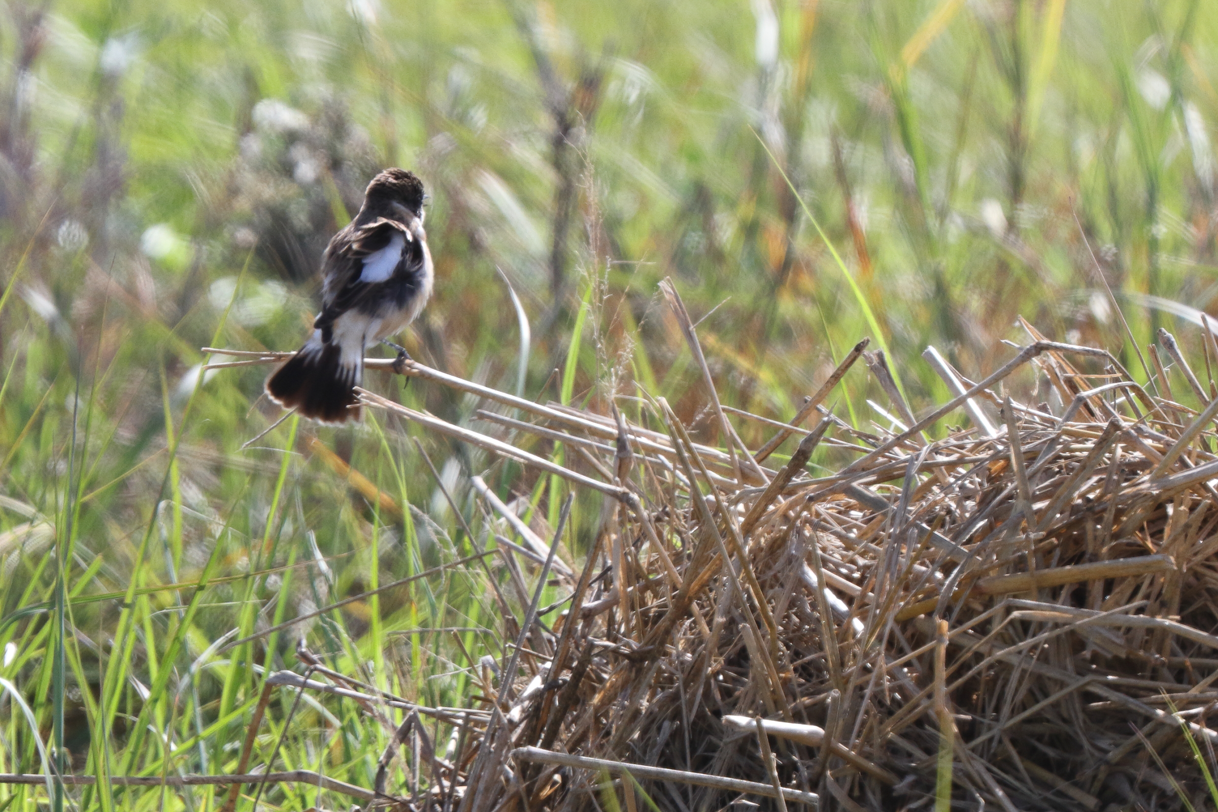 'Caspian' Stonechat. Qatar, 26 November 2013 © Neil G. Morris.