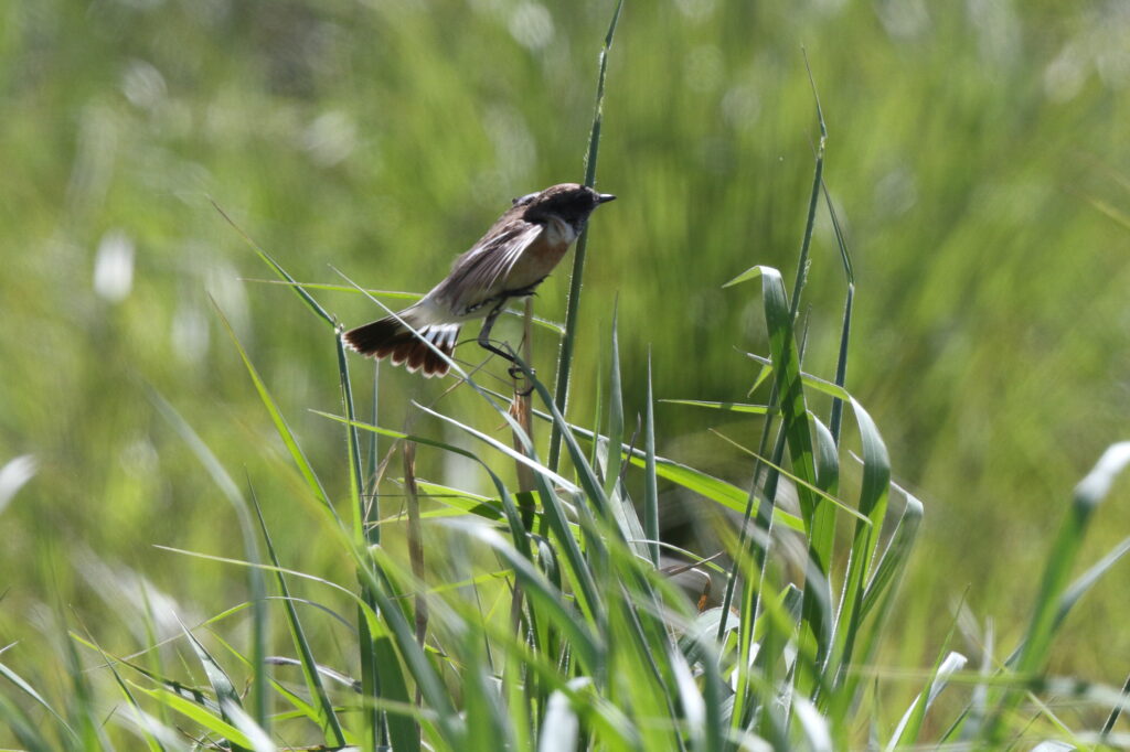 Caspian Stonechat. Qatar, 26 November 2013 © Neil G. Morris.