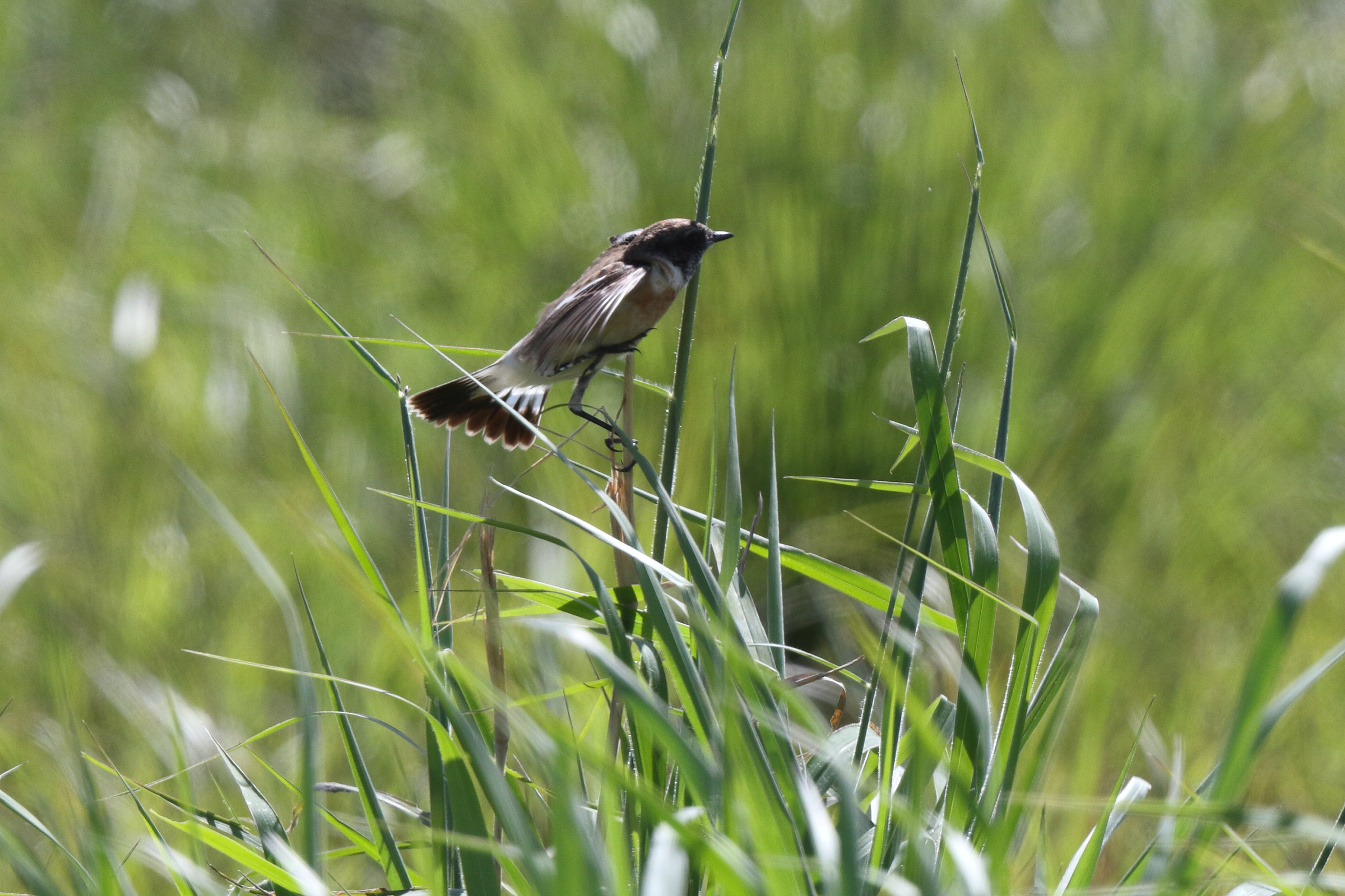 Caspian Stonechat. Qatar, 26 November 2013 © Neil G. Morris.