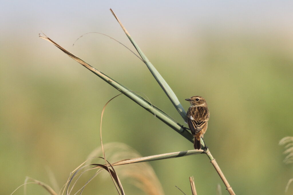 European Stonechat. Qatar, 30 October 2012 © Neil G. Morris.