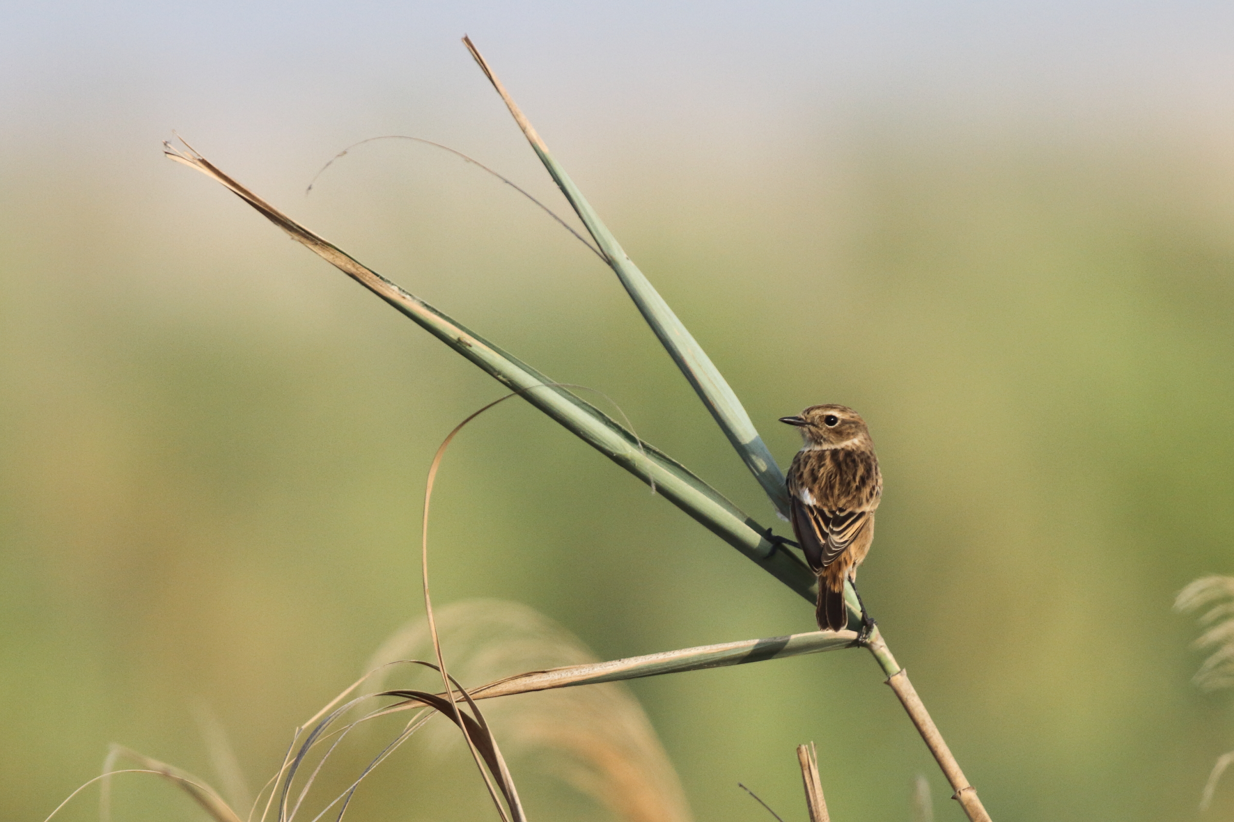 European Stonechat. Qatar, 30 October 2012 © Neil G. Morris.