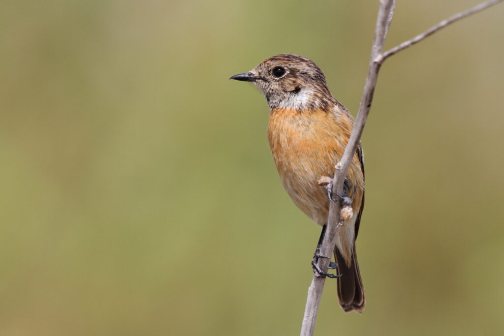 European Stonechat. Qatar, 19 February 2013 © Neil G. Morris.