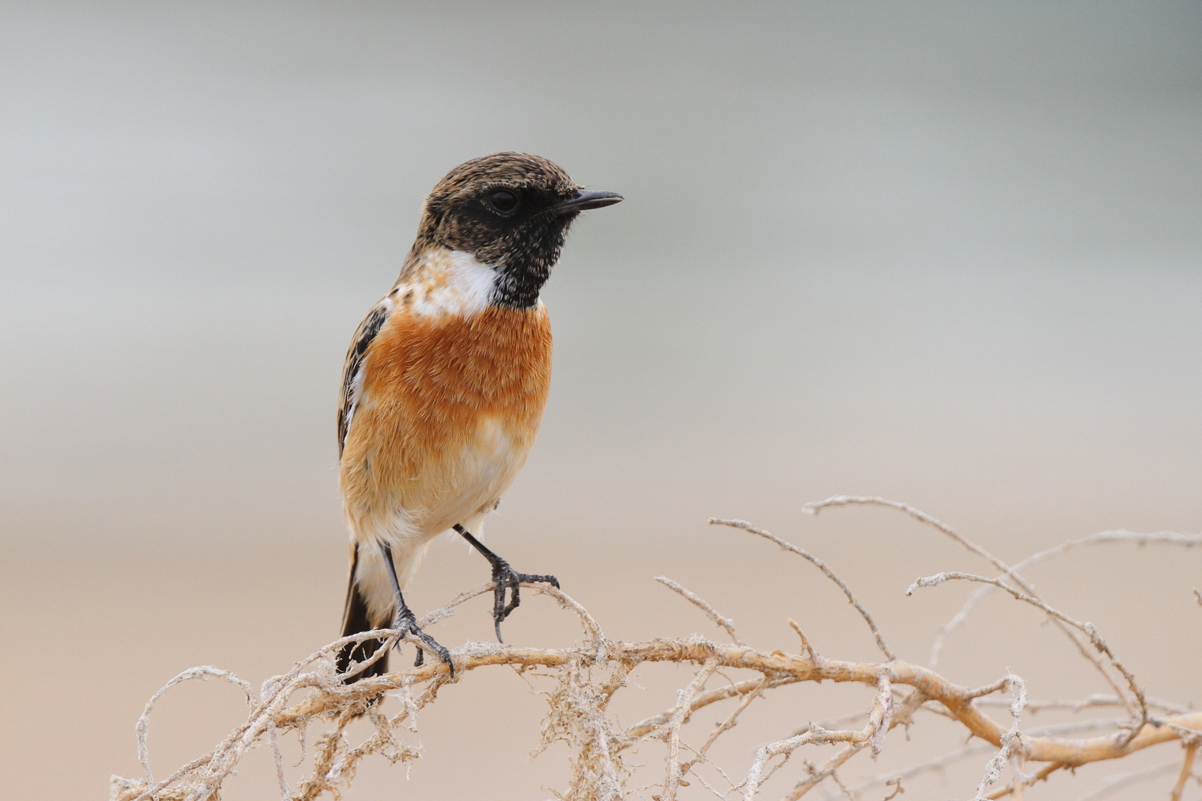 European Stonechat. Qatar, 14 November 2014 © Neil G. Morris.