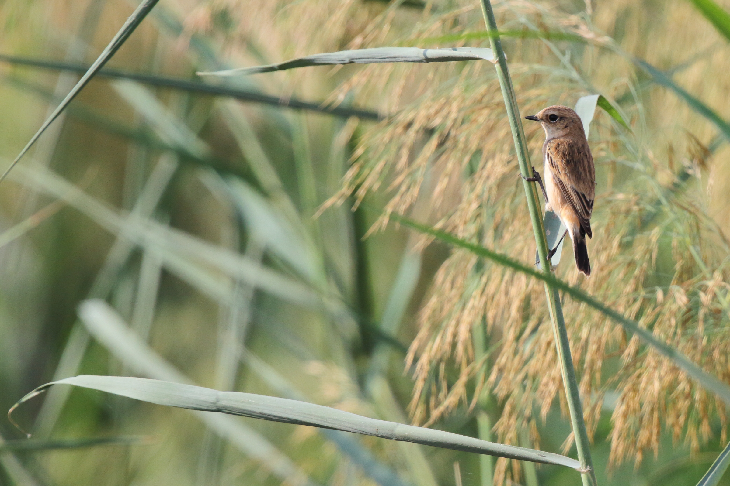 Siberian Stonechat. Qatar, 11 November 2012 © Neil G. Morris.