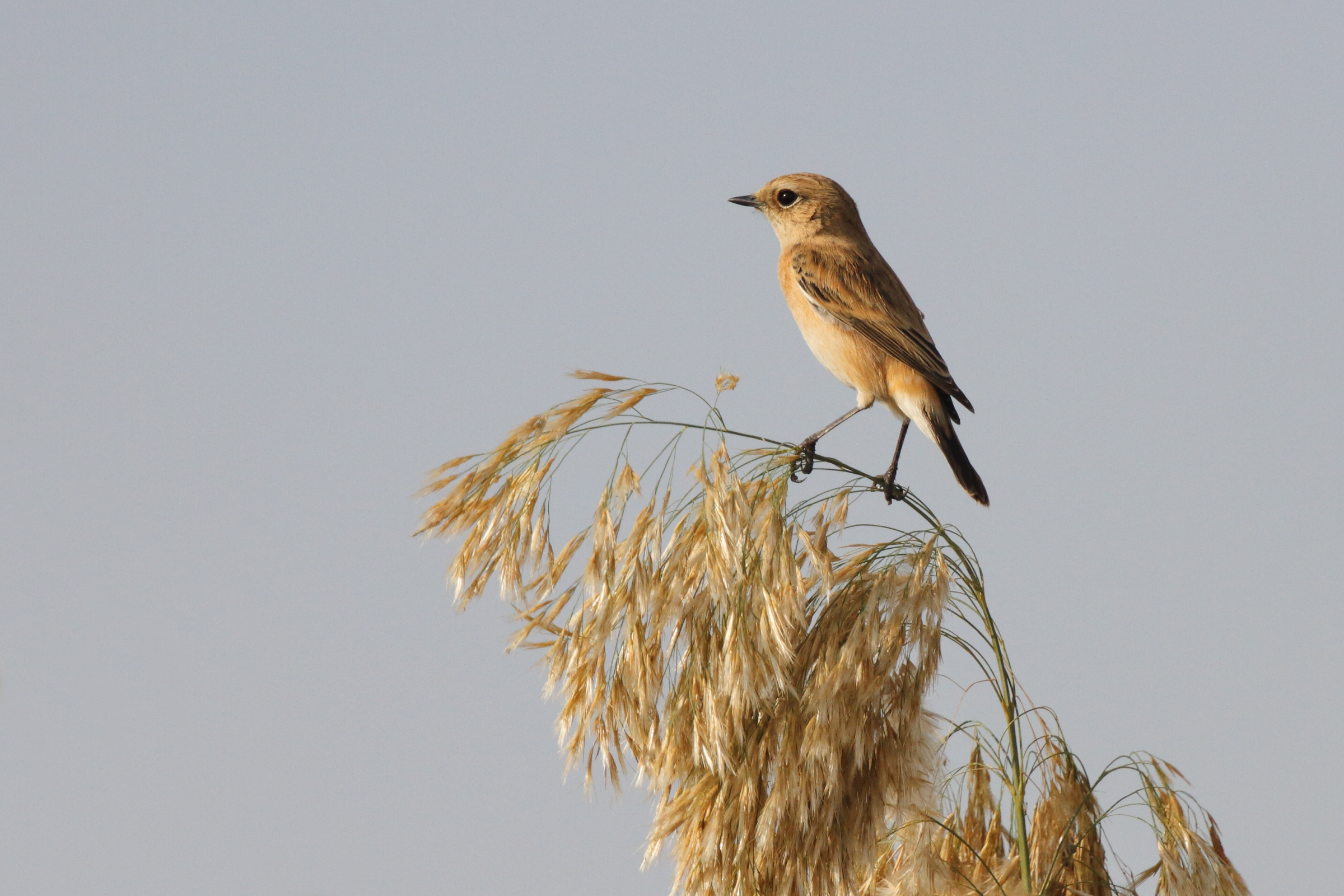 Siberian Stonechat. Qatar, 11 November 2012 © Neil G. Morris.