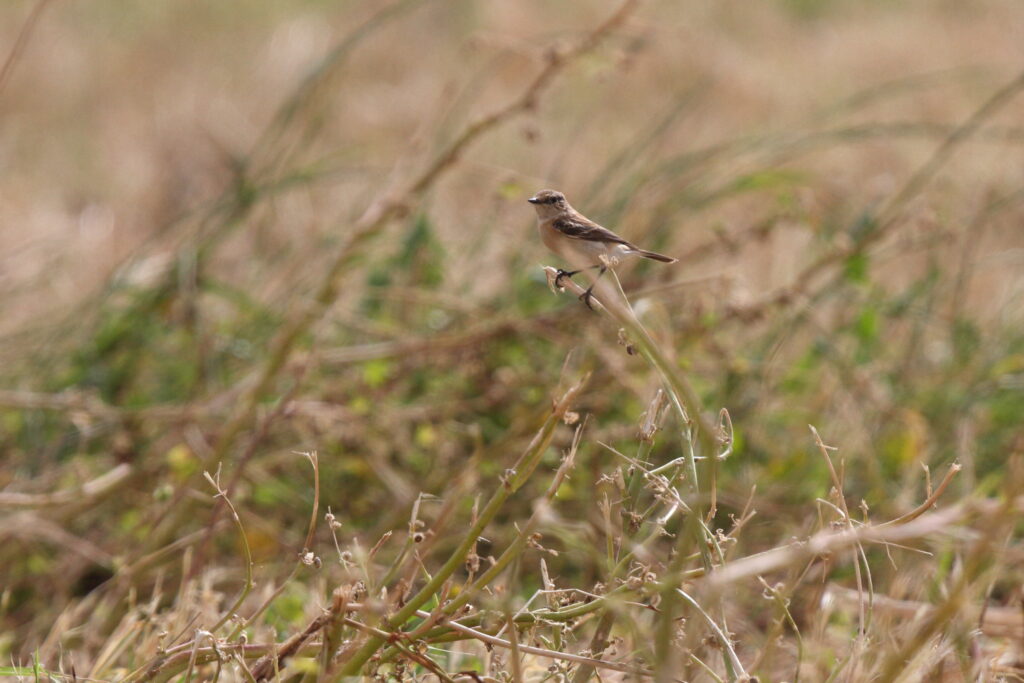 Siberian Stonechat. Qatar, 11 March 2013 © Neil G. Morris.