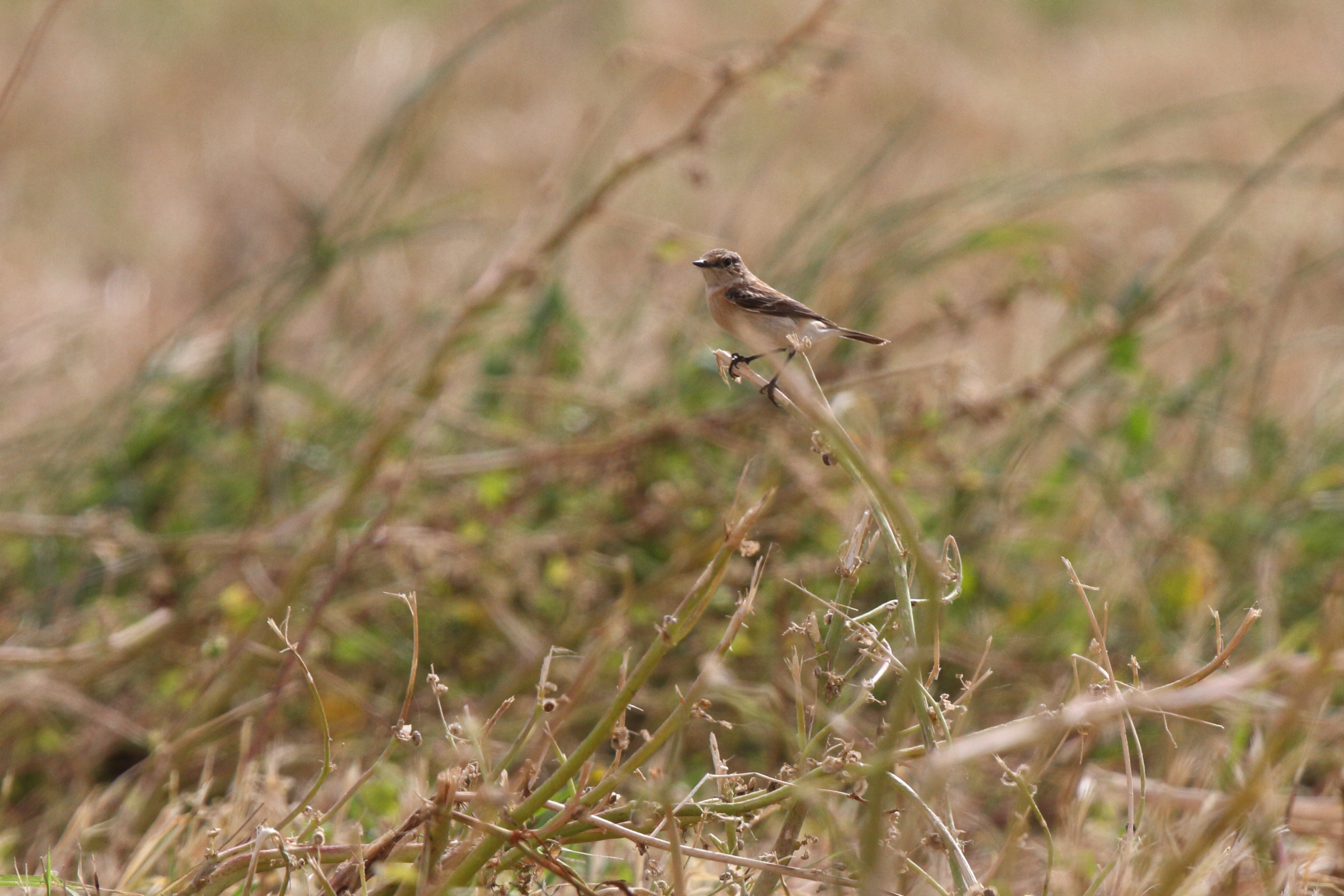 Siberian Stonechat. Qatar, 11 March 2013 © Neil G. Morris.