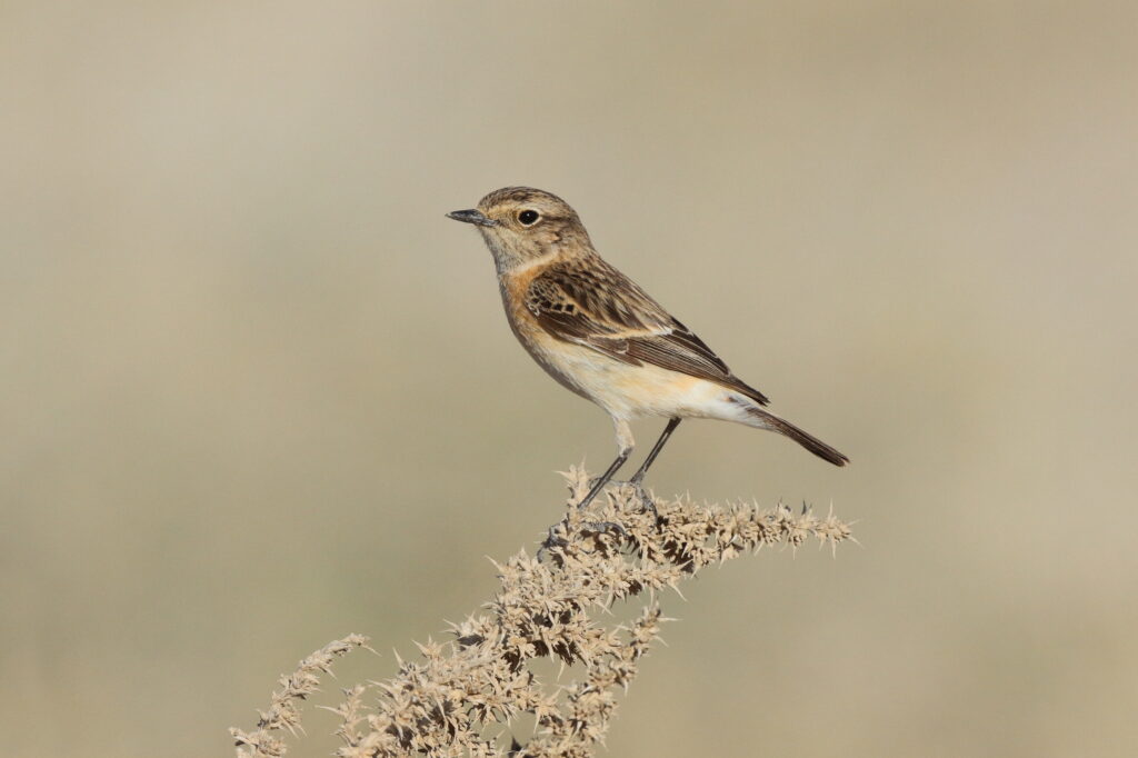 Siberian Stonechat. Qatar, 27 March 2013 © Neil G. Morris.