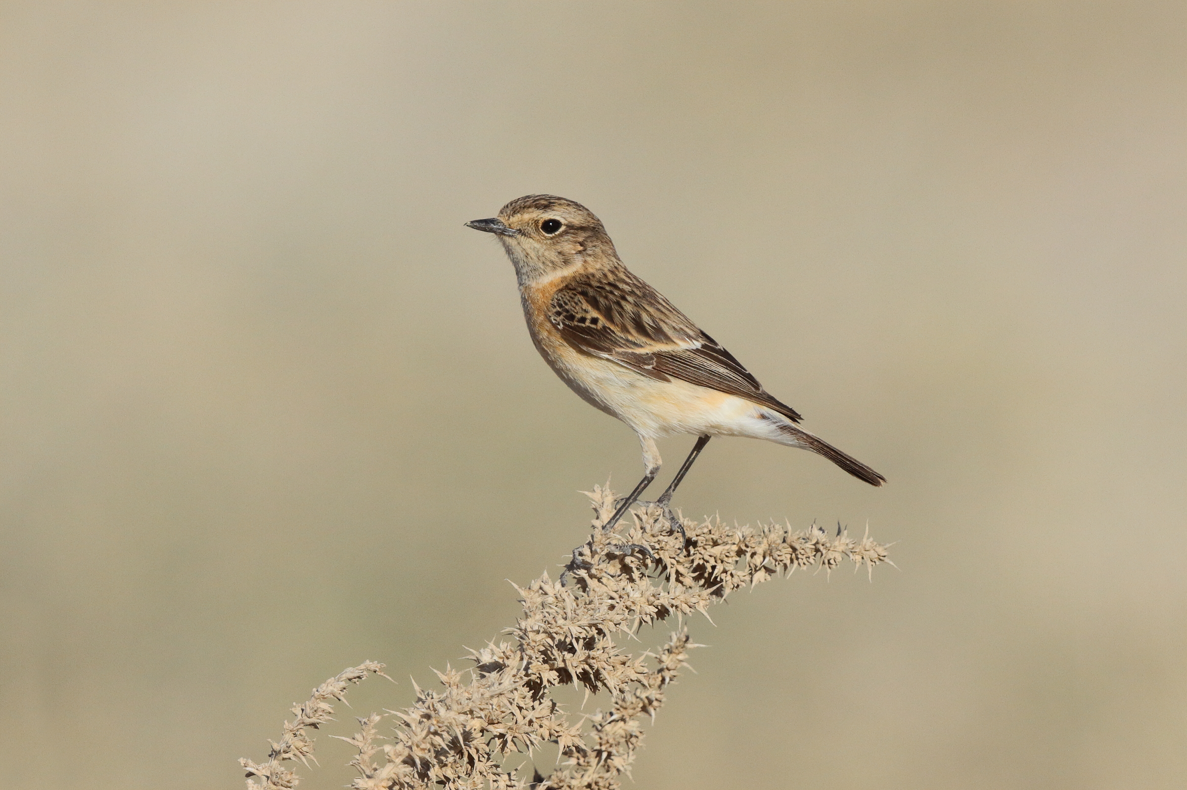 Siberian Stonechat. Qatar, 27 March 2013 © Neil G. Morris.