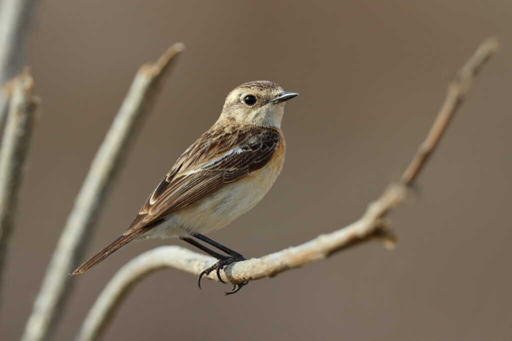 Siberian Stonechat. Qatar, 02 April 2013 © Neil G. Morris.