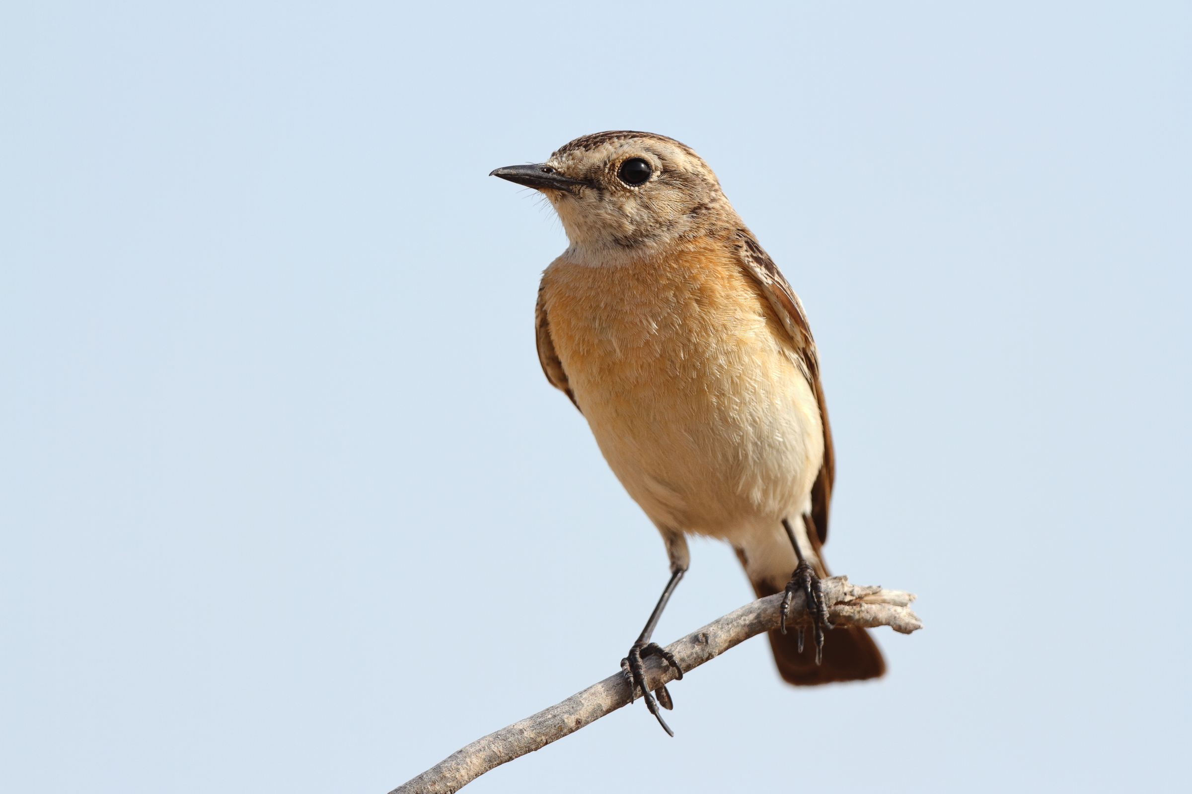 Siberian Stonechat. Qatar, 02 April 2013 © Neil G. Morris.