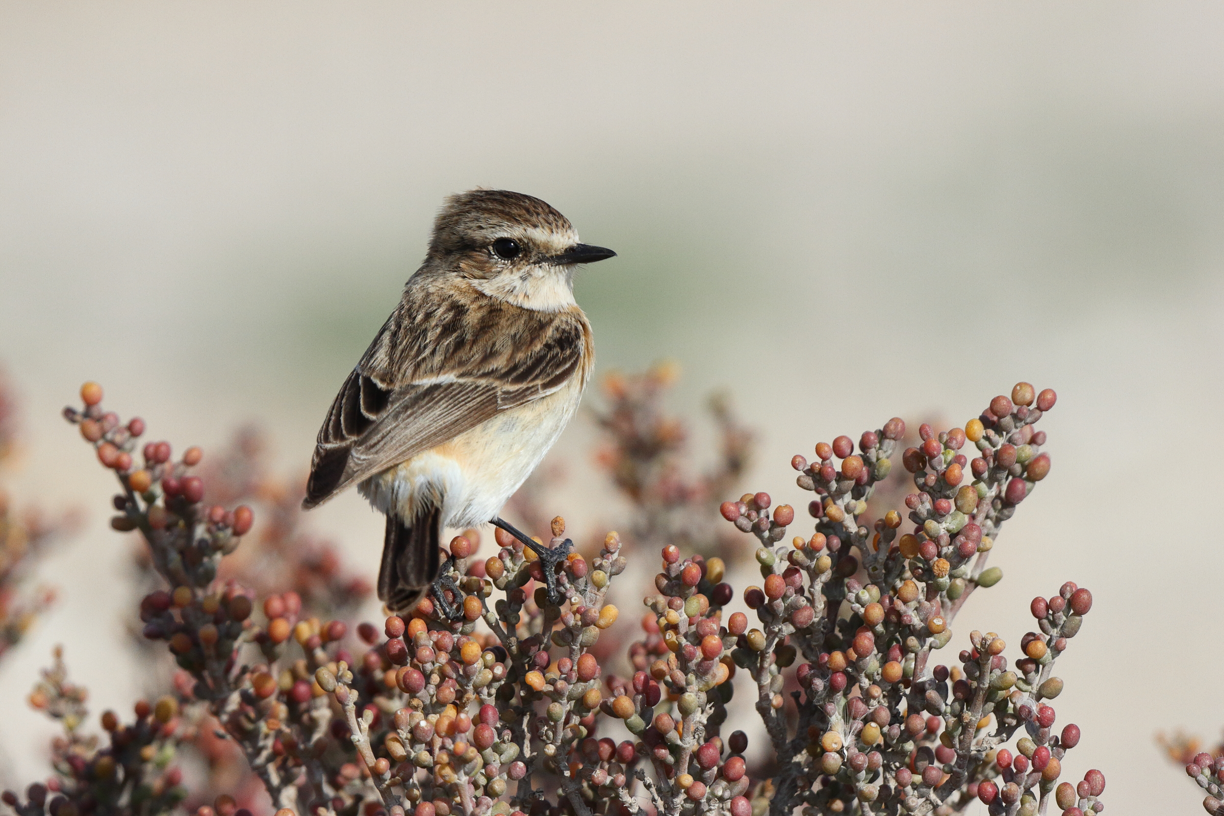 Siberian Stonechat. Qatar, 18 February 2014 © Neil G. Morris.