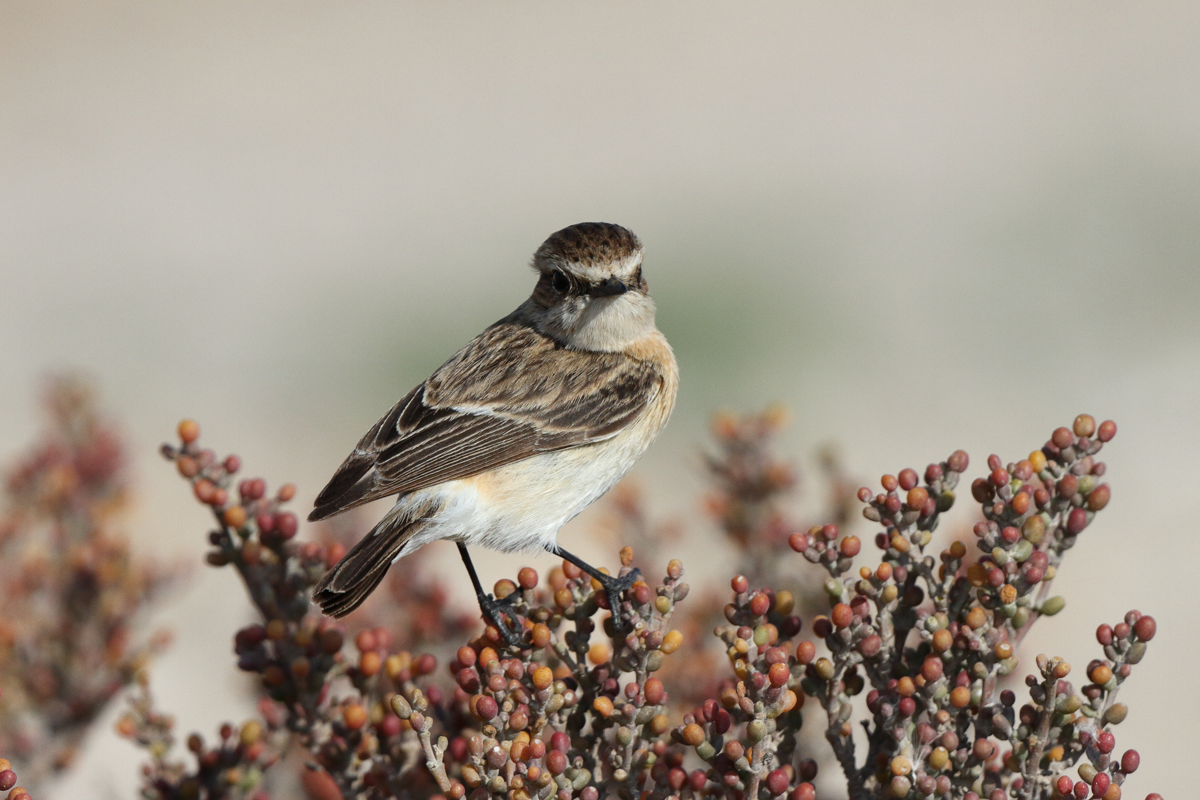 Siberian Stonechat. Qatar, 18 February 2014 © Neil G. Morris.