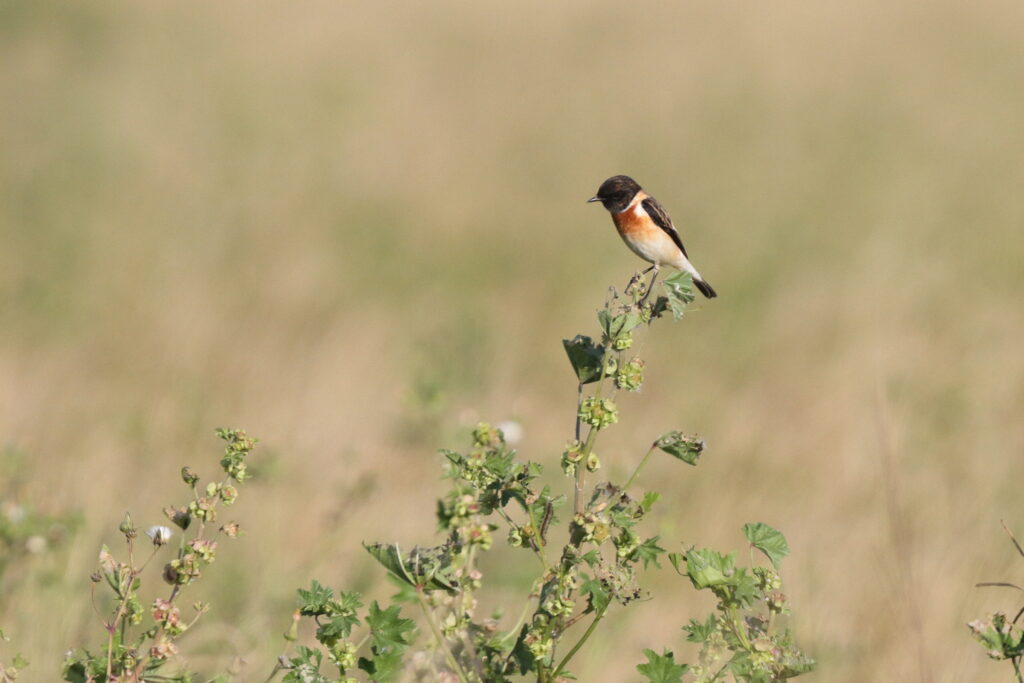 Siberian Stonechat. Qatar, 21 February 2014 © Neil G. Morris.