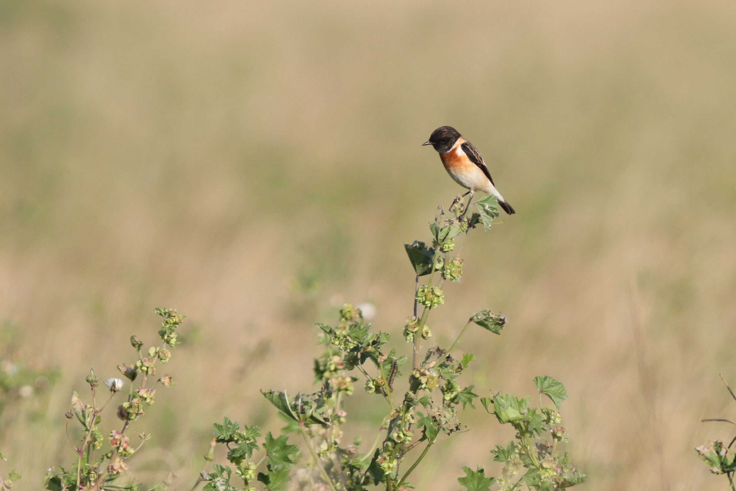 Siberian Stonechat. Qatar, 21 February 2014 © Neil G. Morris.