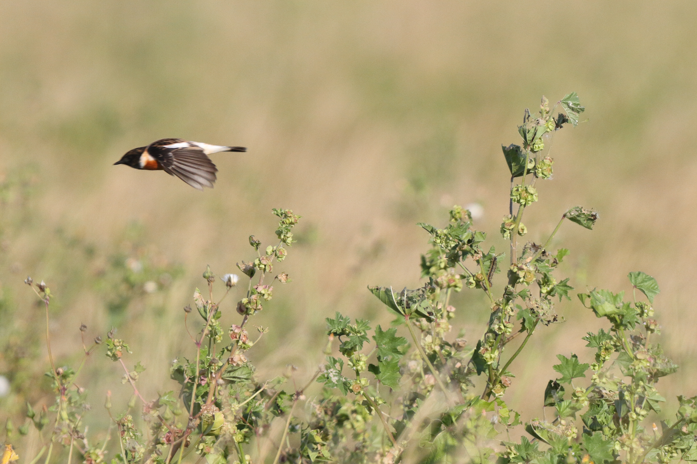 Siberian Stonechat. Qatar, 21 February 2014 © Neil G. Morris.