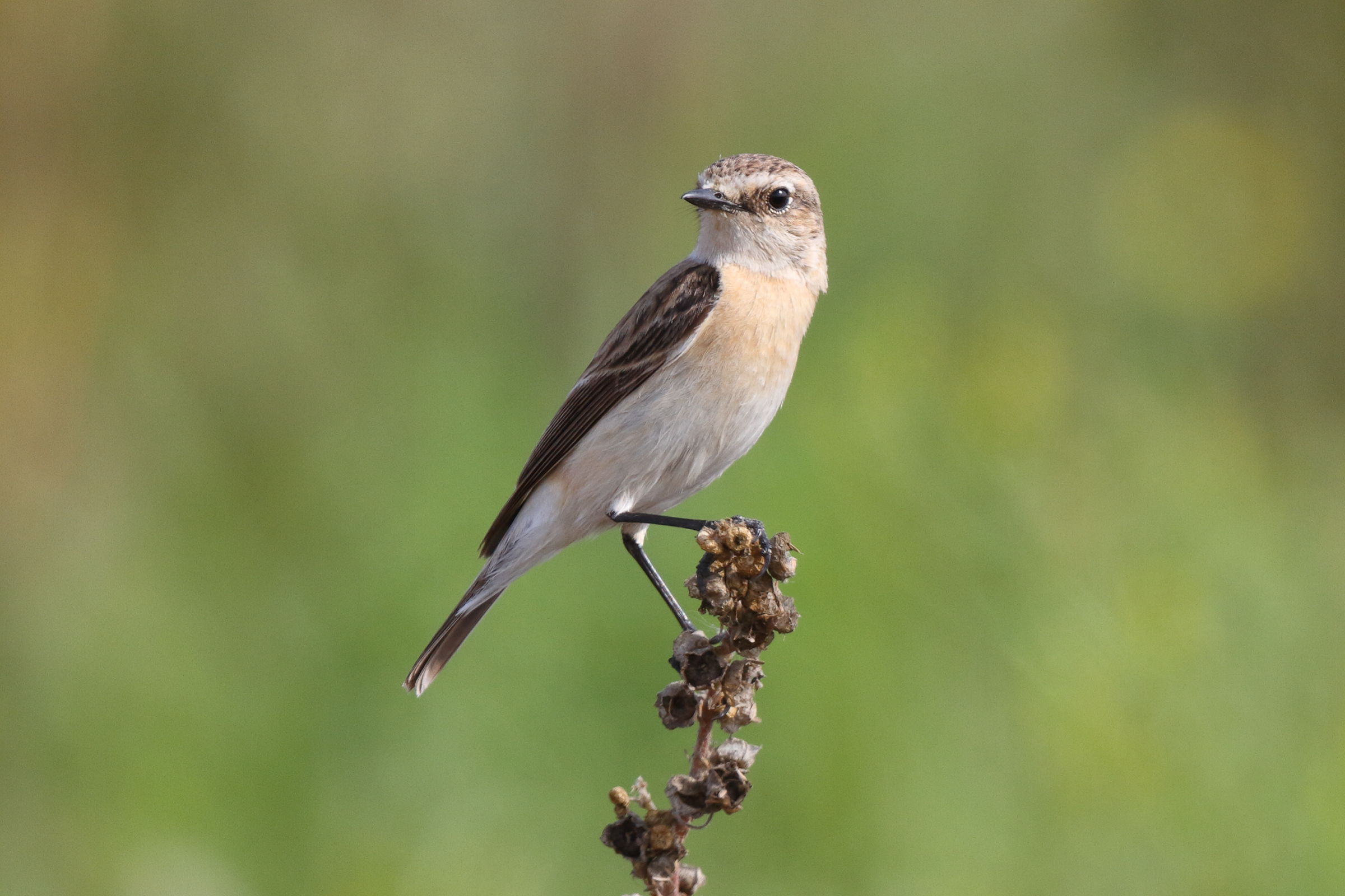 Siberian Stonechat. Qatar, 27 February 2014 © Neil G. Morris.