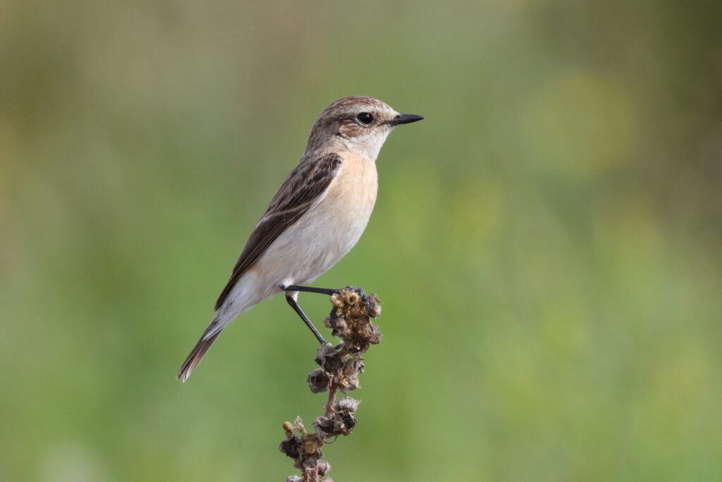 Siberian Stonechat. Qatar, 27 February 2014 © Neil G. Morris.