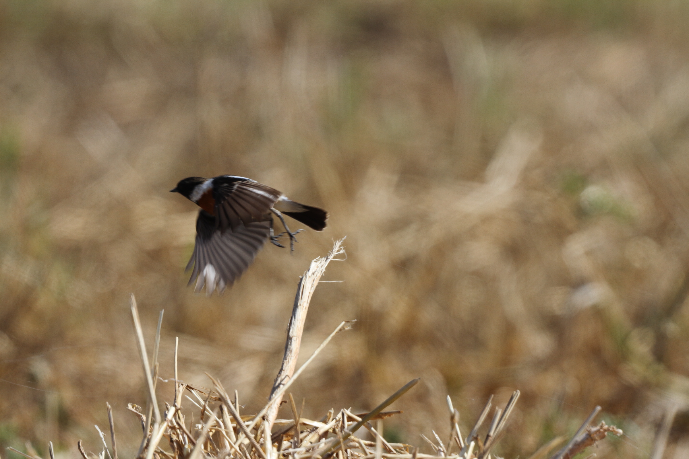 Siberian Stonechat. Qatar, 18 March 2014 © Neil G. Morris.