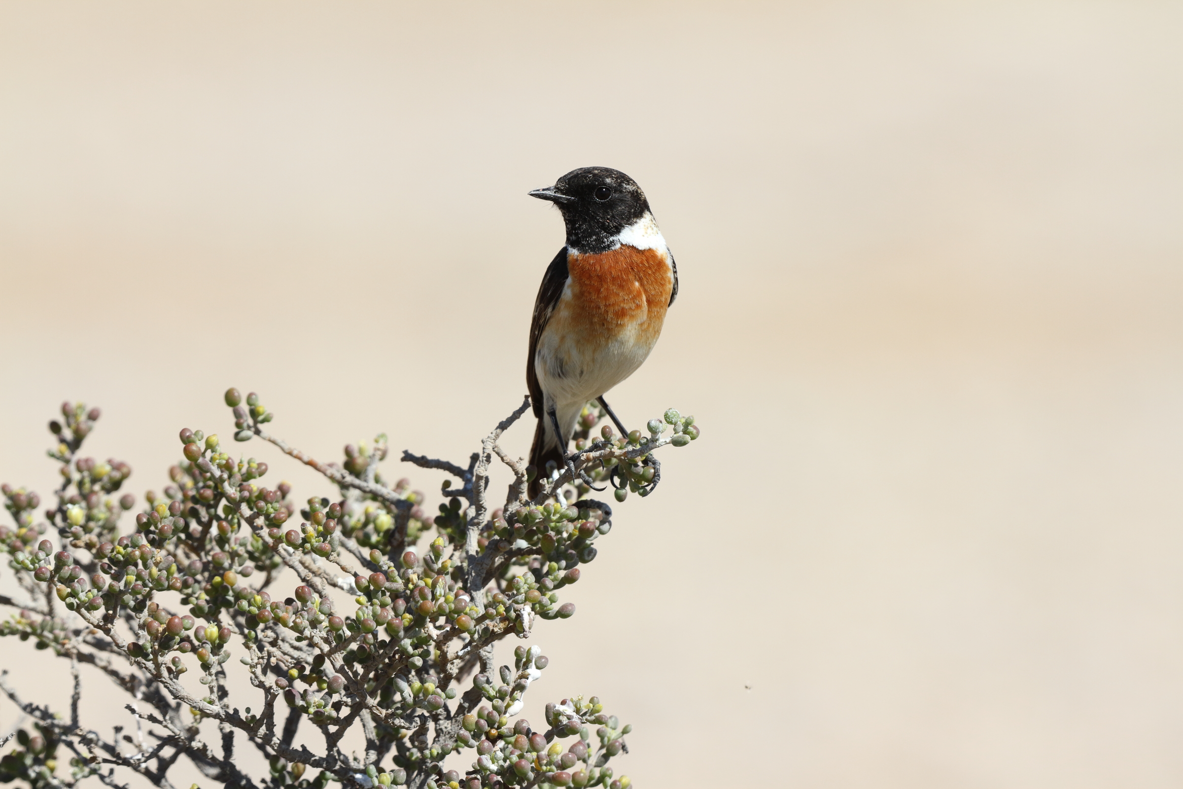 Siberian Stonechat. Qatar, 18 March 2014 © Neil G. Morris.