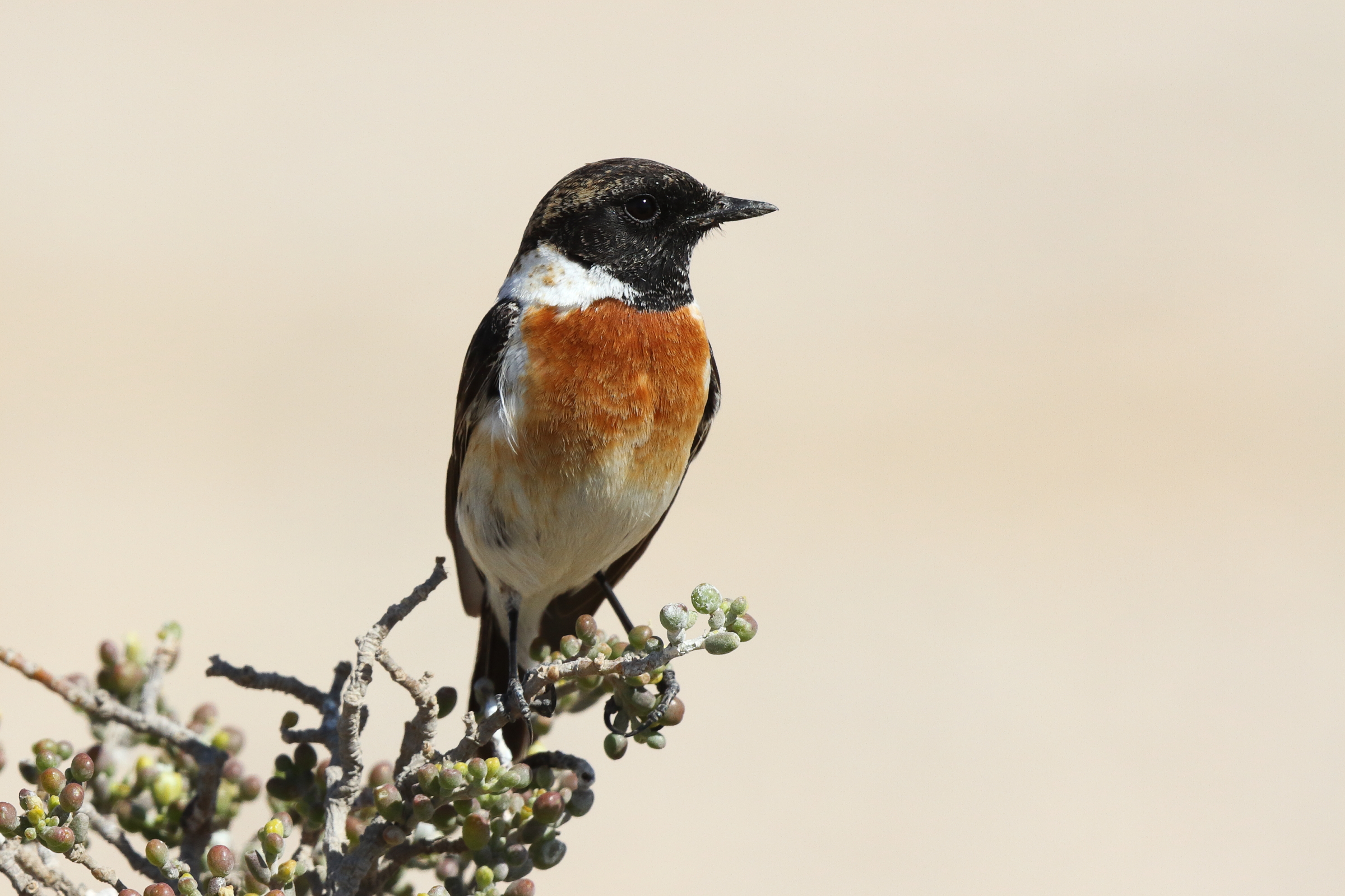 Siberian Stonechat. Qatar, 18 March 2014 © Neil G. Morris.