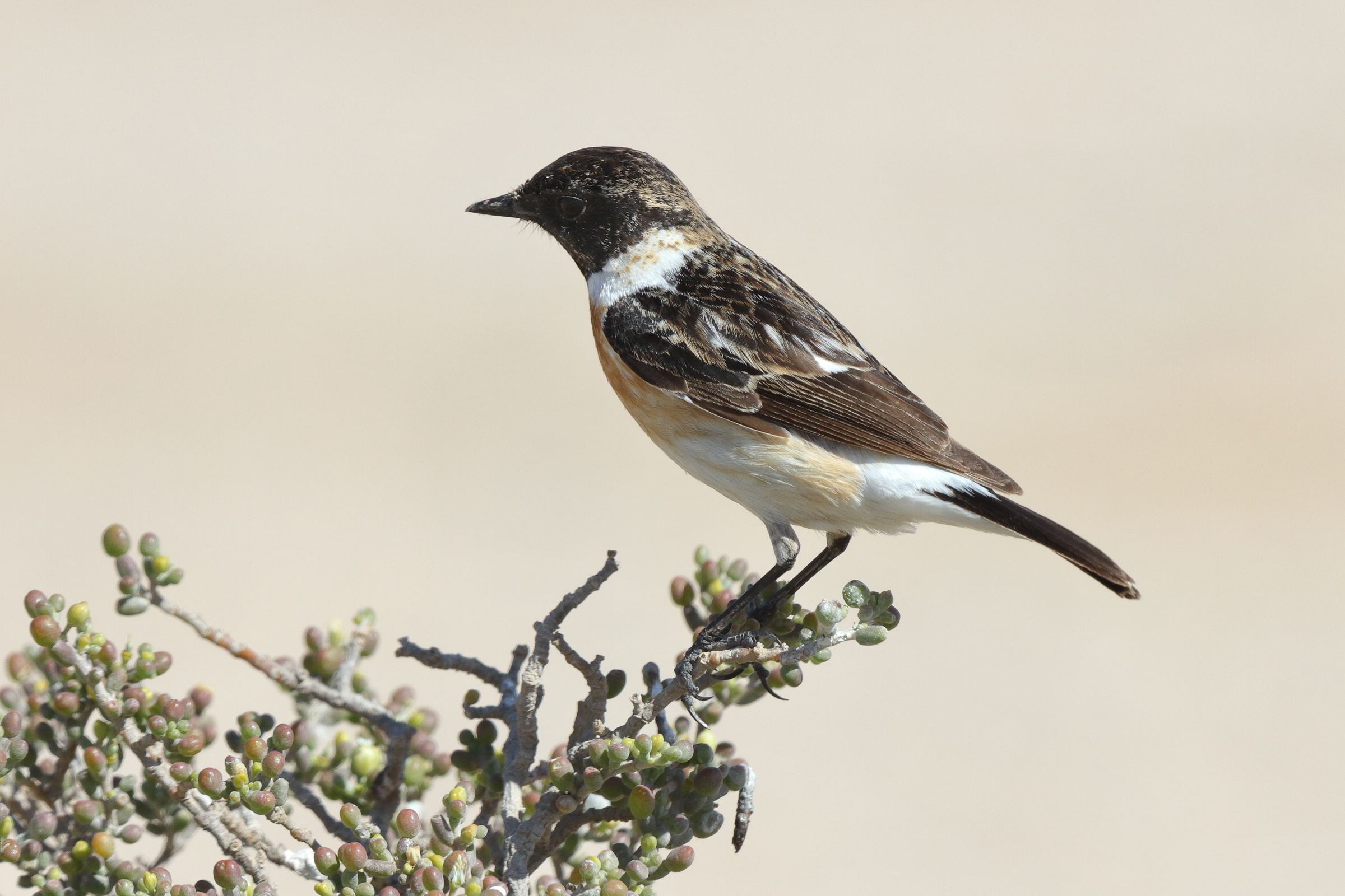 Siberian Stonechat. Qatar, 18 March 2014 © Neil G. Morris.