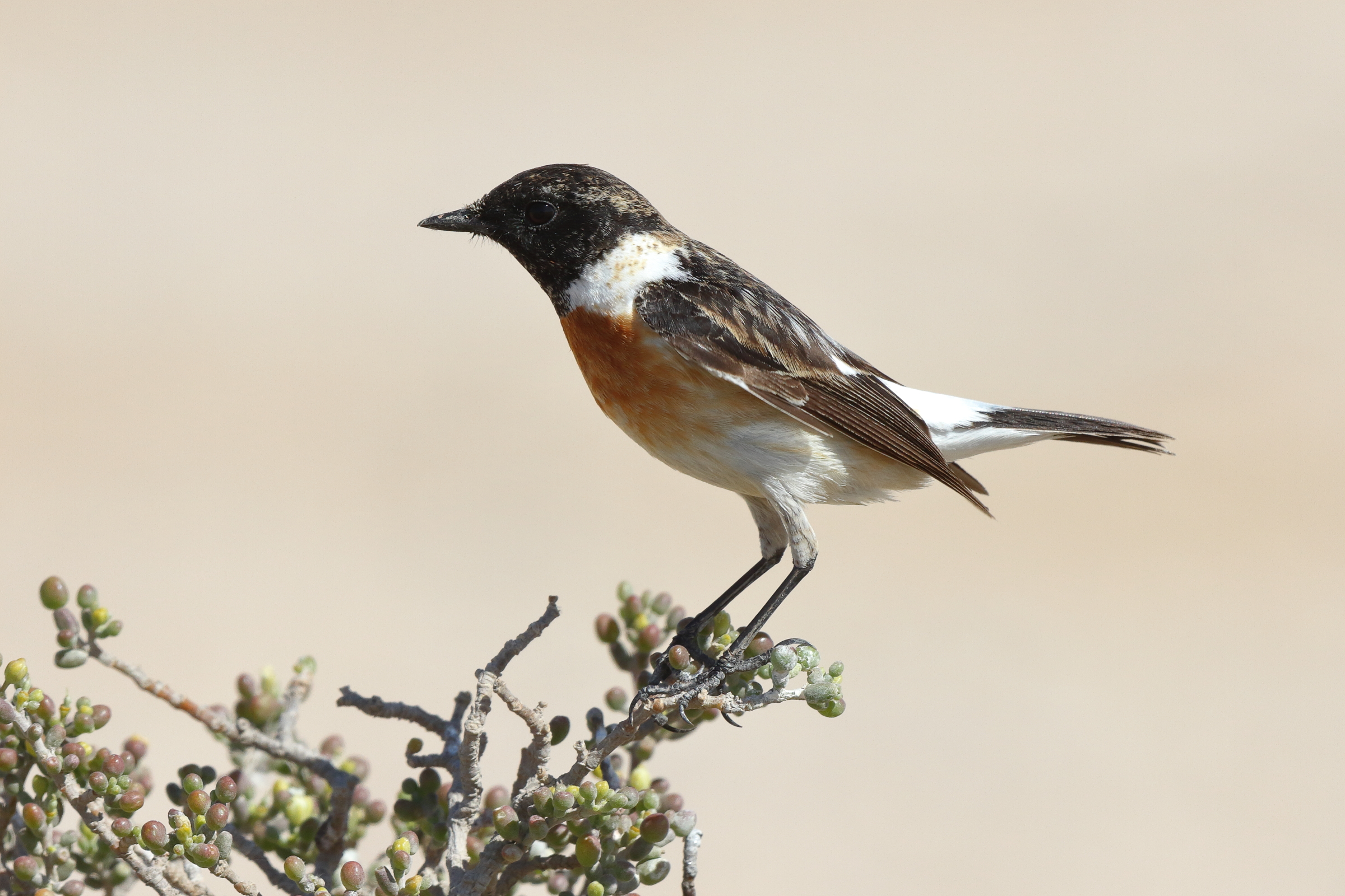 Siberian Stonechat. Qatar, 18 March 2014 © Neil G. Morris.