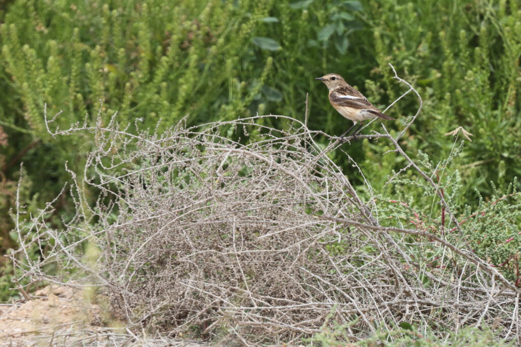 Siberian Stonechat. Qatar, 03 April 2014 © Neil G. Morris.