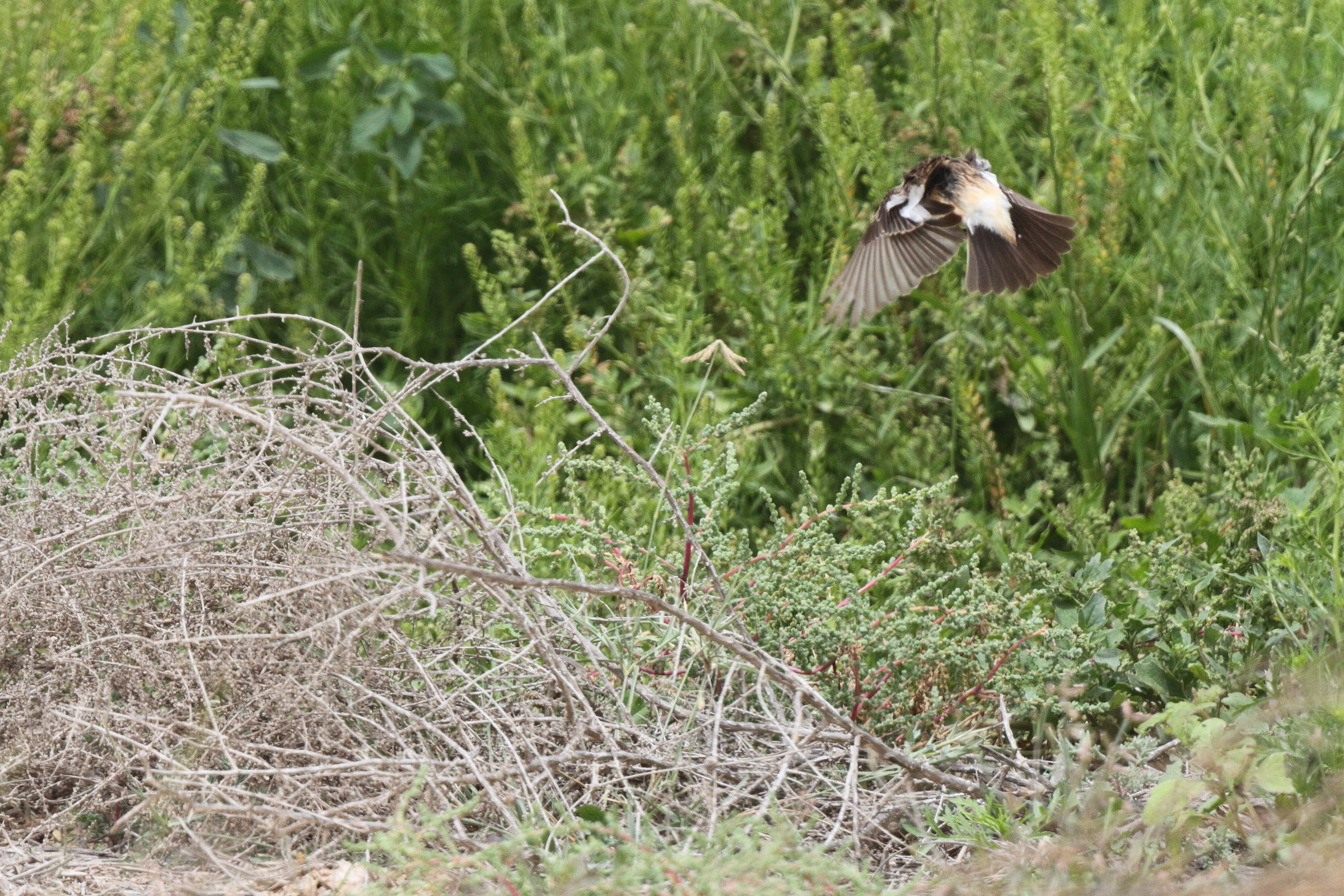 Siberian Stonechat. Qatar, 03 April 2014 © Neil G. Morris.