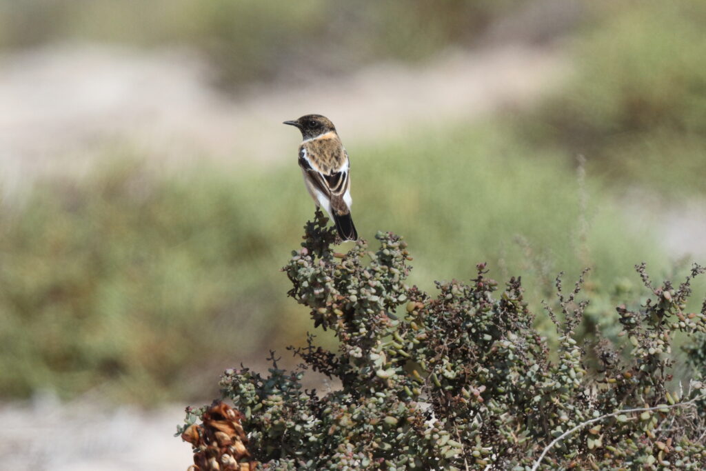 Siberian Stonechat. Qatar, 03 March 2016 © Neil G. Morris.