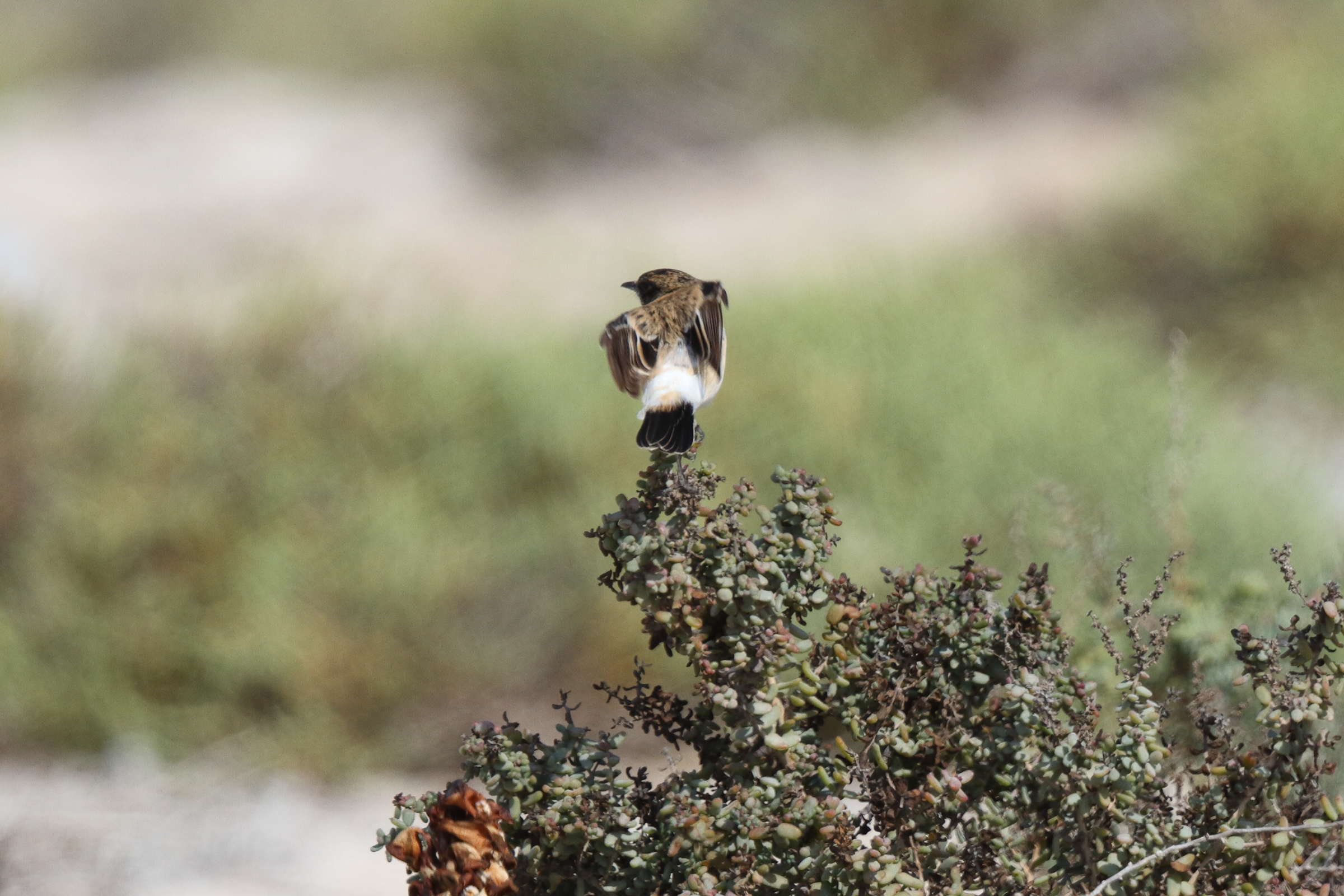 Siberian Stonechat. Qatar, 03 March 2016 © Neil G. Morris.